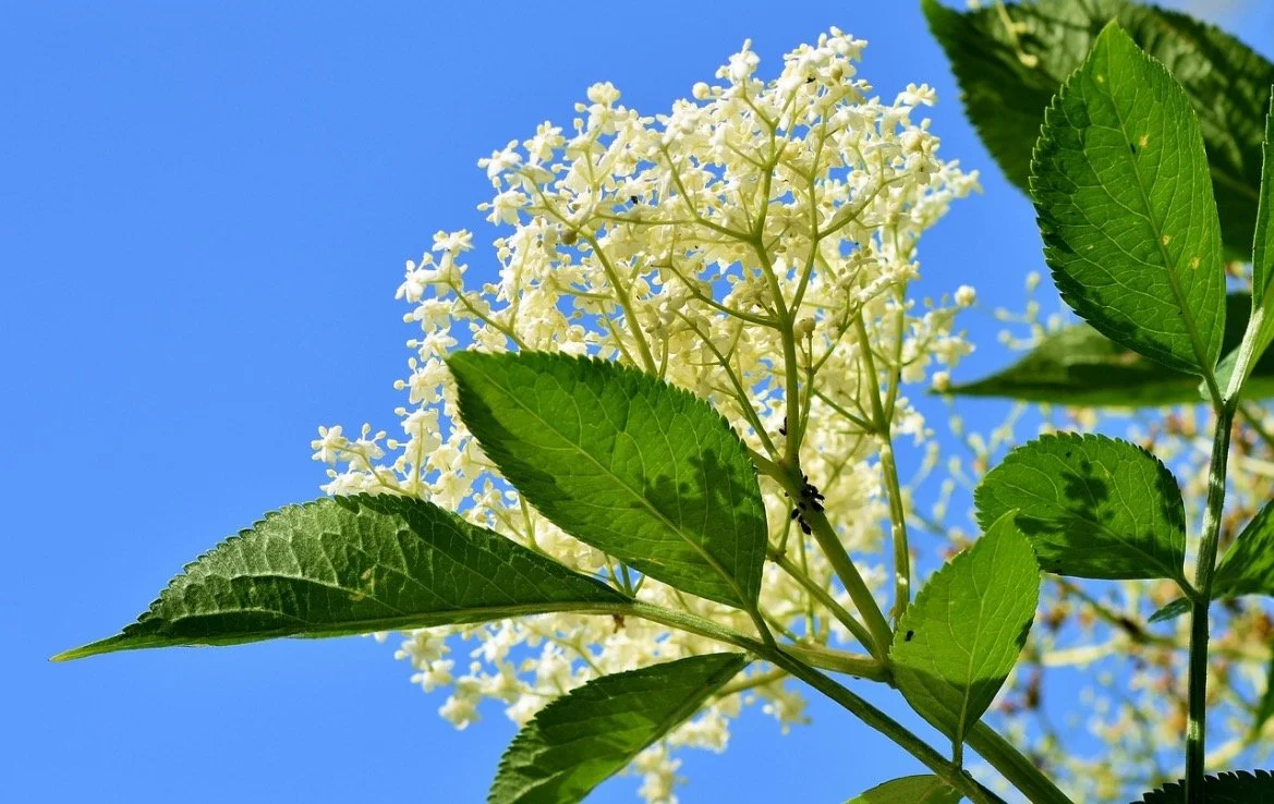 Elderflower House