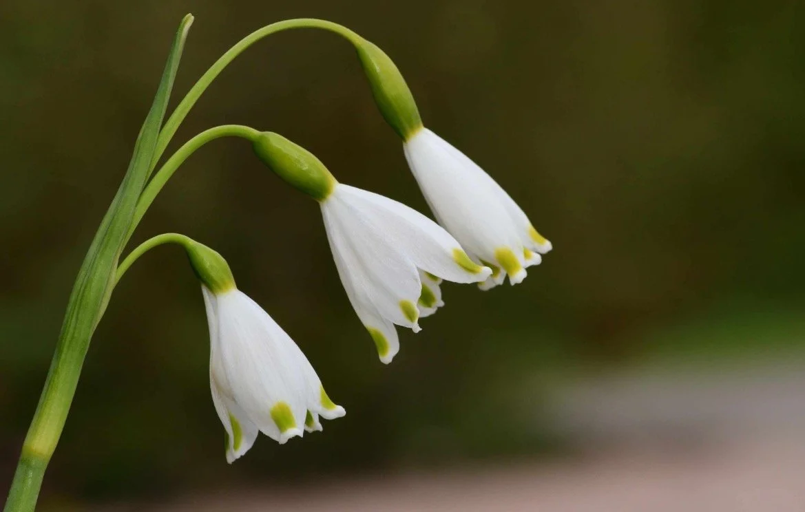 Snowdrop Mews