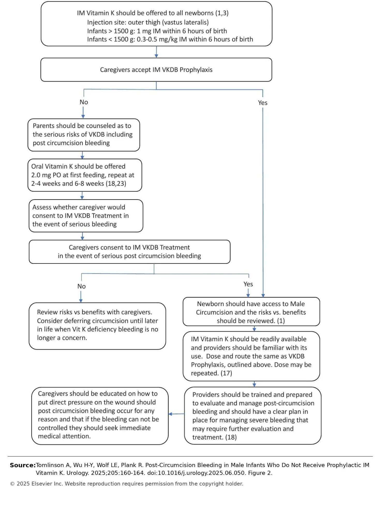 Flowchart with medical recommendations for administering Vitamin K to newborns post-circumcision