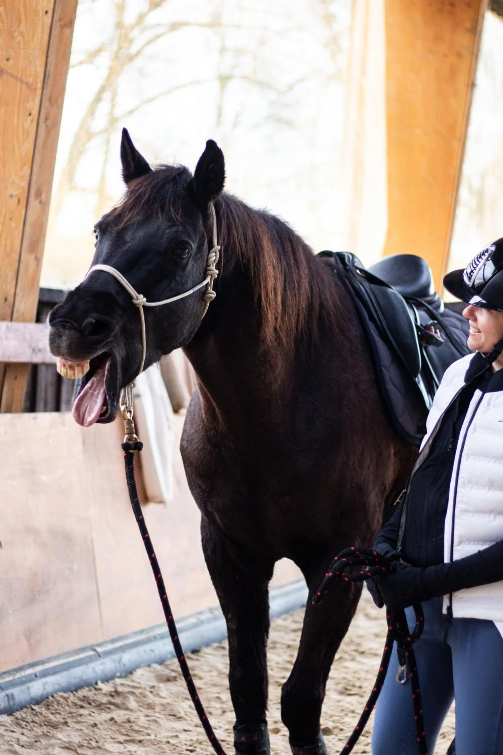 Una mujer con casco y chaqueta blanca sostiene la cuerda de un caballo negro en un establo, el caballo tiene un sillín y está haciendo una mueca con la lengua afuera.