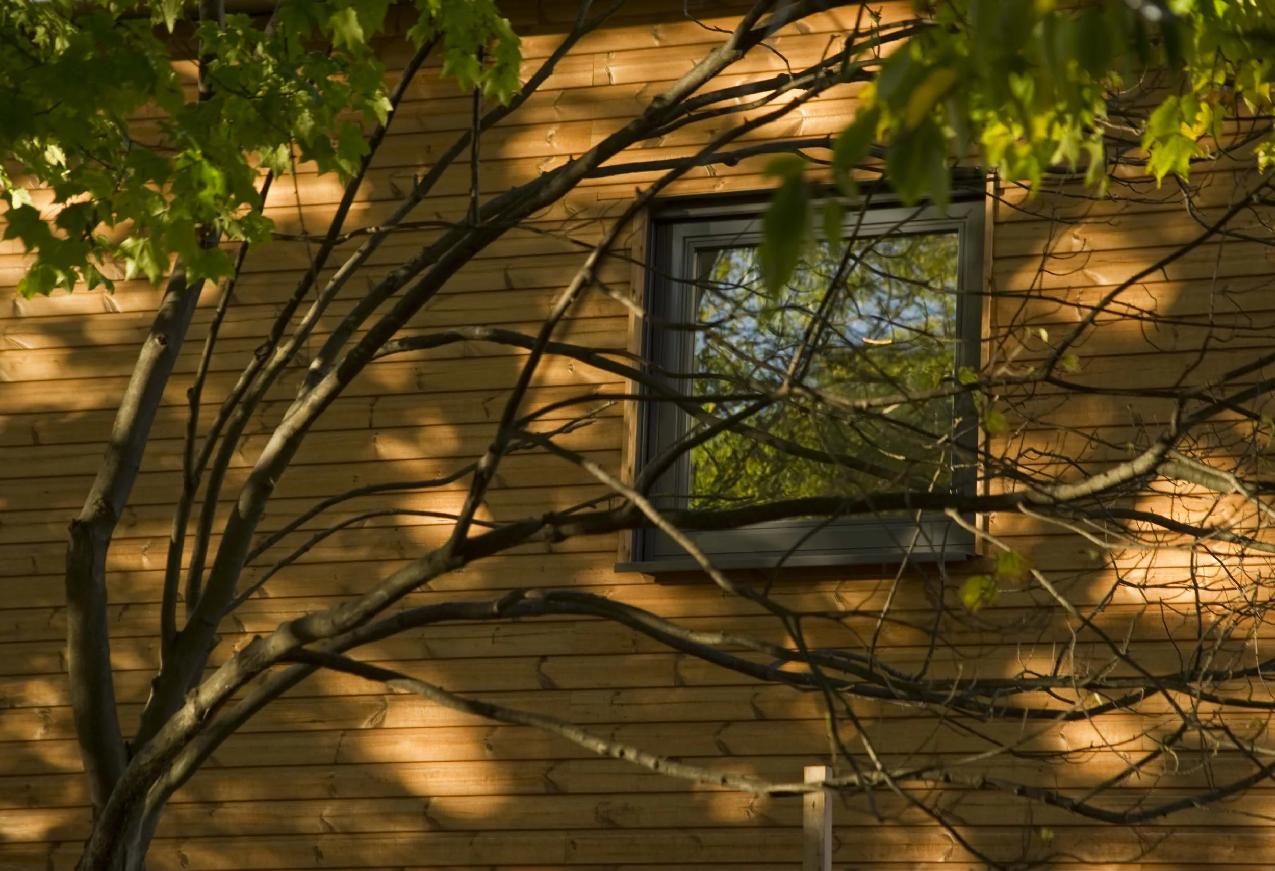 Detail of the first floor external building with horizontal wooden siding, a window, and tree branches with green leaves in front of it, illuminated by external lighting at night. Sparkplug