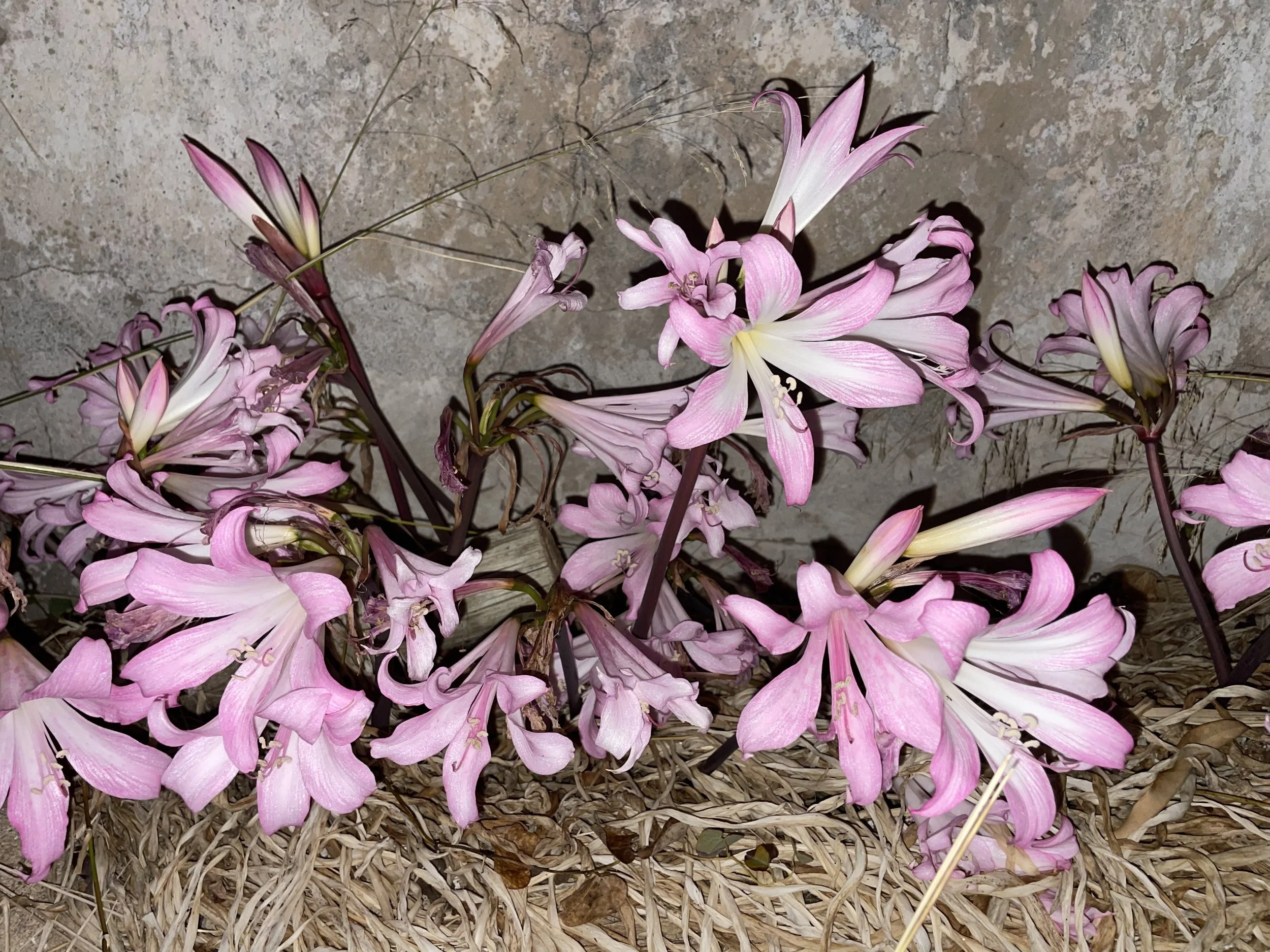 Pink and white Lilium flowers on the ground with dried grass and leaves.
