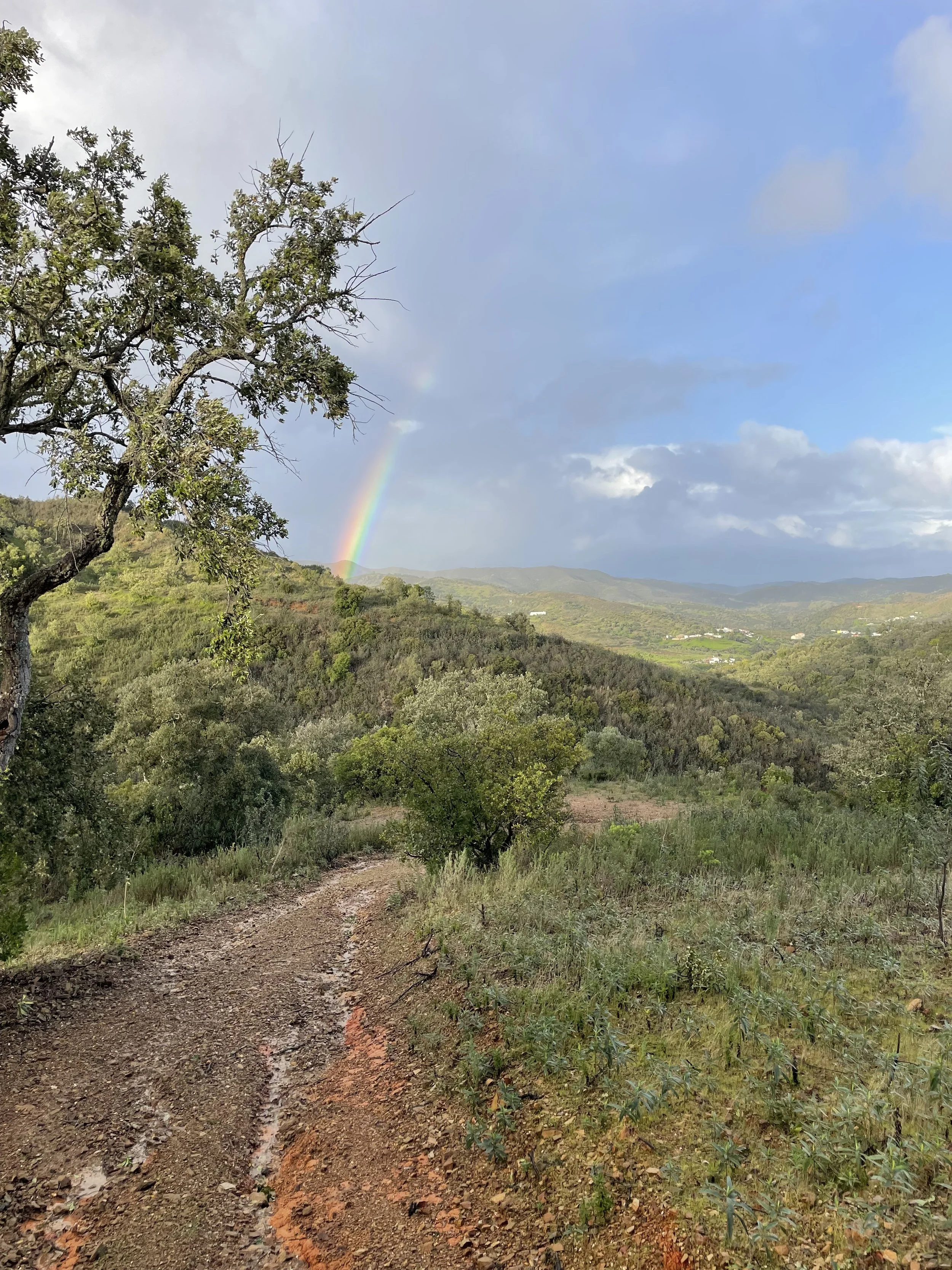 Dirt trail leading into green and brown vegetation with trees and rolling hills under cloudy sky and a visible rainbow.