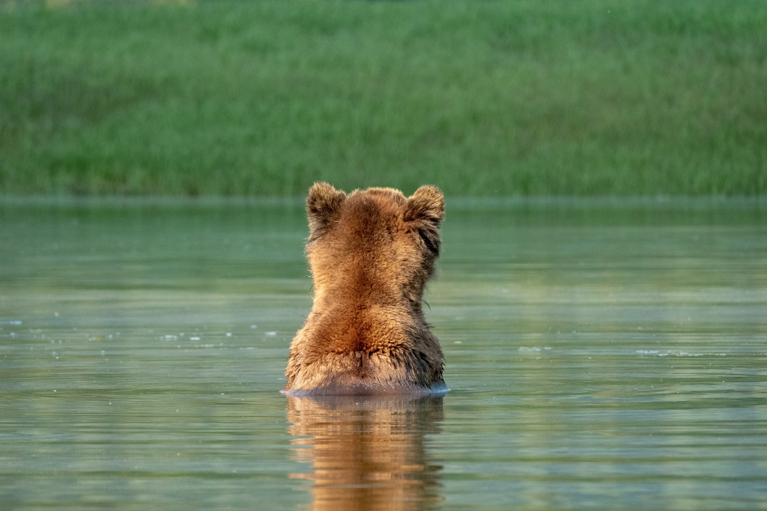 Stay Wild, My Friends