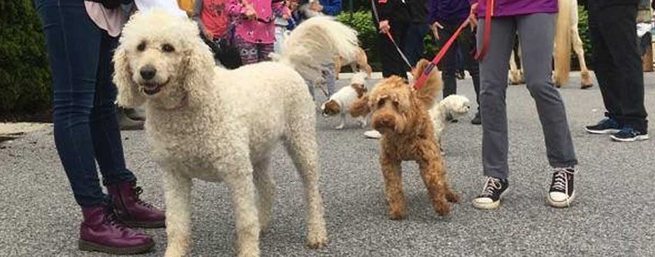 The Legacy School’s Pet Parade featured in the Baltimore Sun