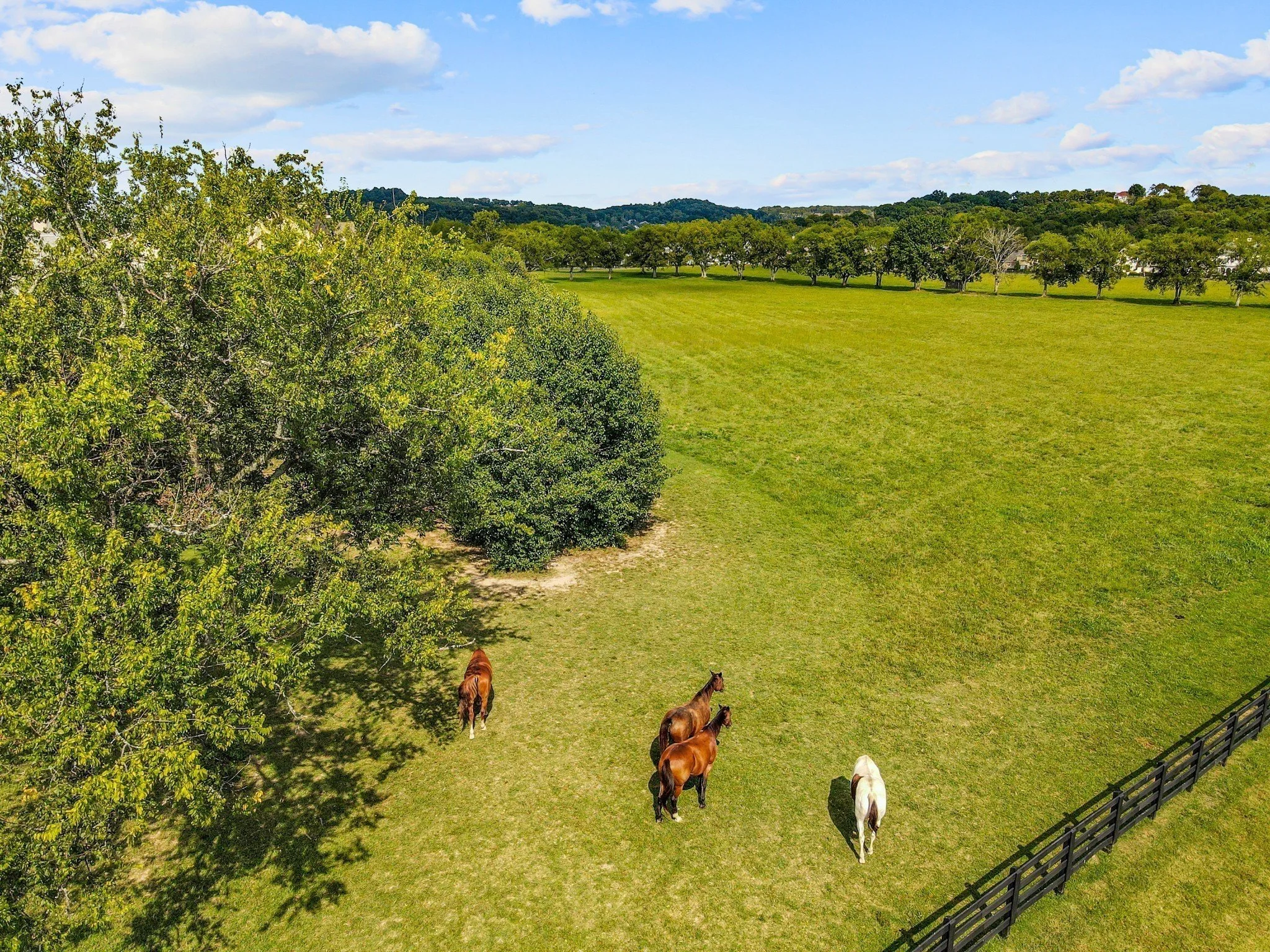 Open green field with trees in the background, a few horses grazing, and a partly cloudy blue sky.