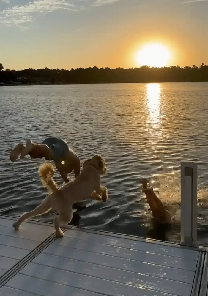Three dogs leap from a dock into a lake at sunset.