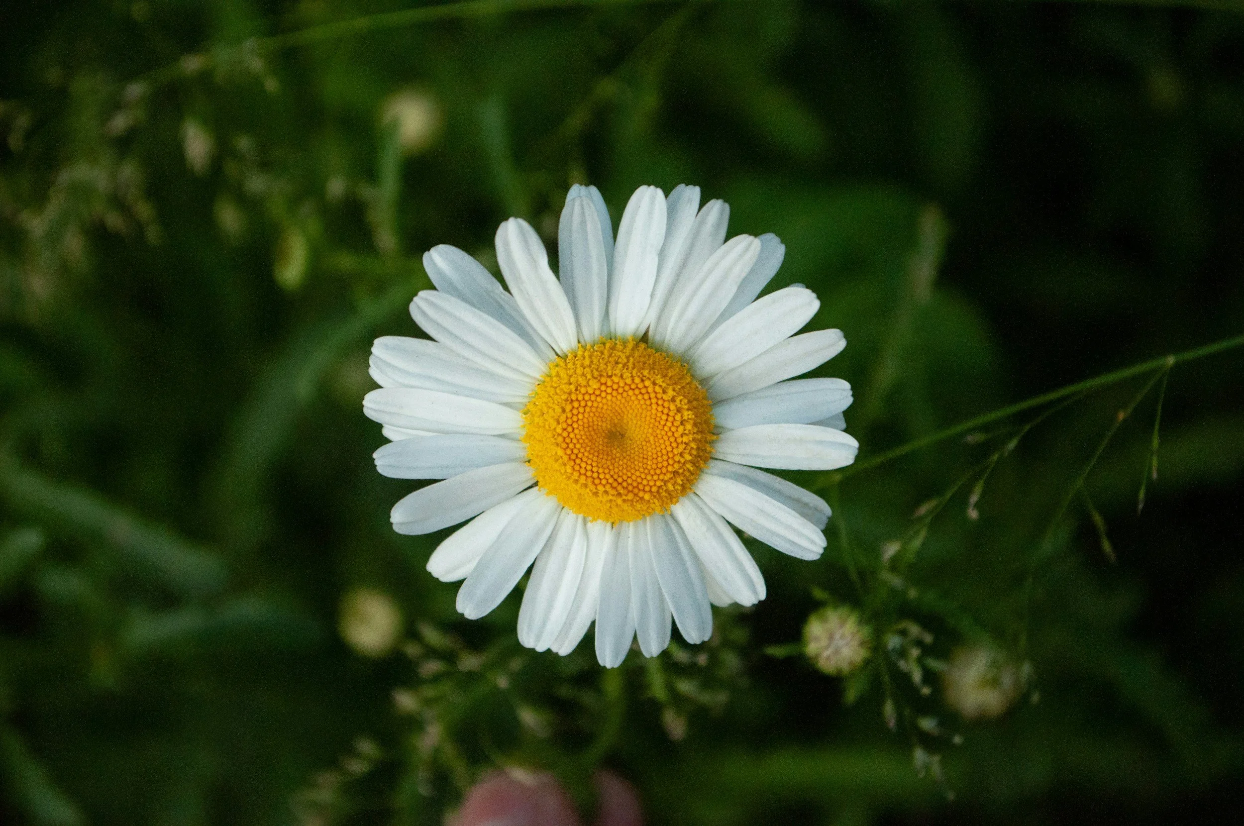 Une marguerite blanche avec un centre jaune vif, entourée de feuillage vert sombre.