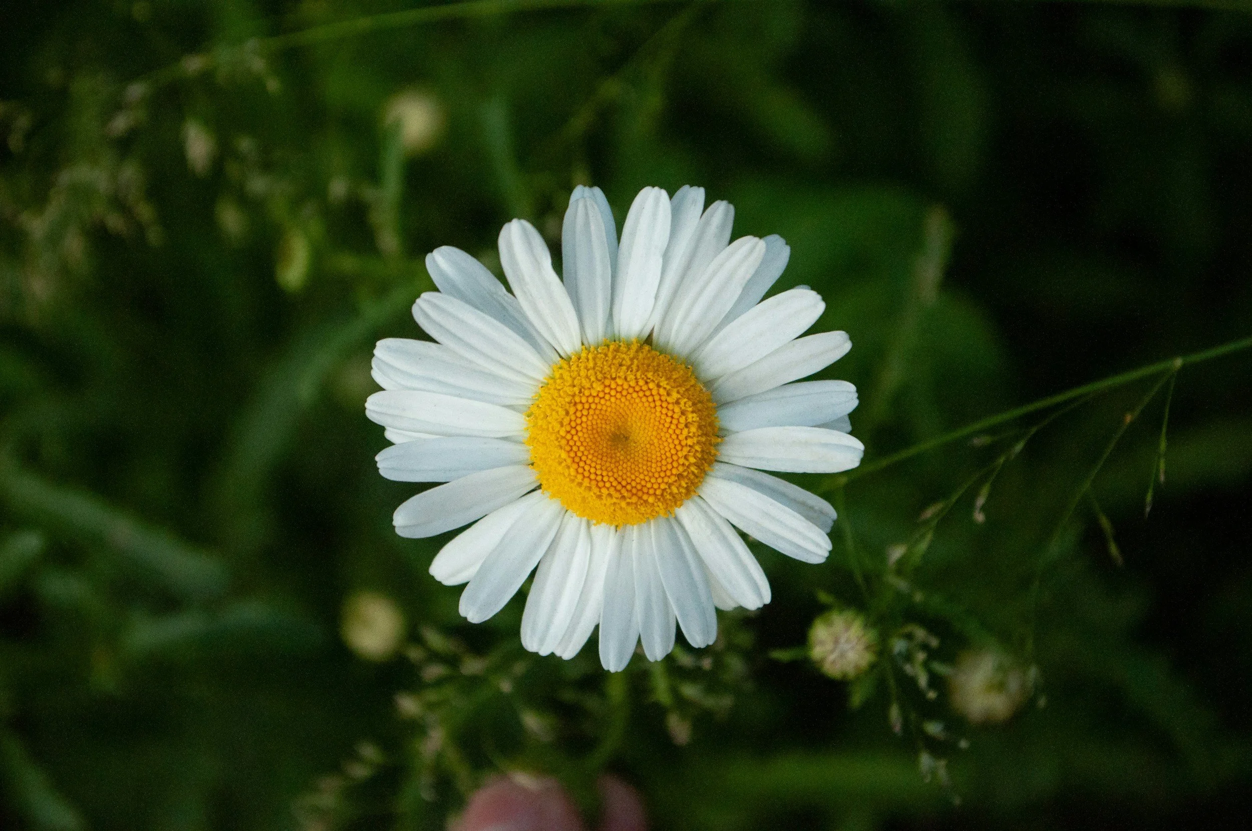 Une fleur de Pâquerette entourée d'herbes vertes.
