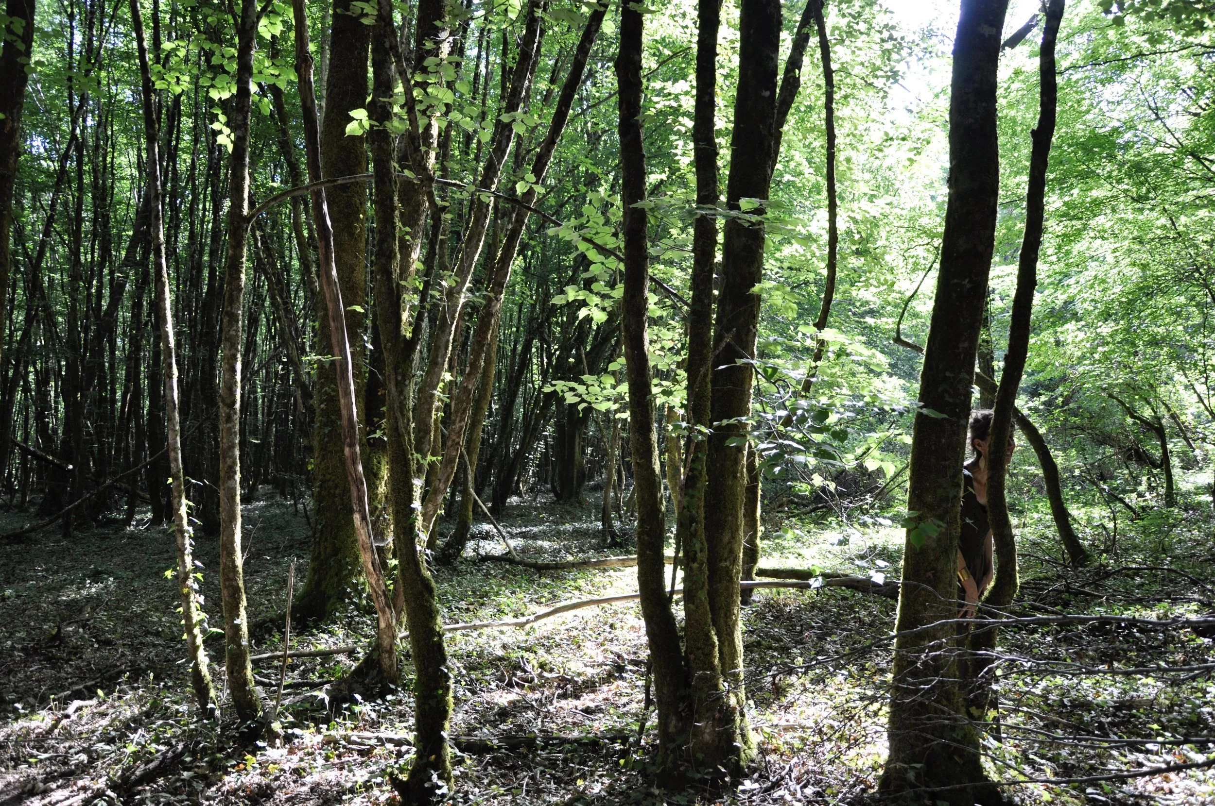 Une forêt dense avec de nombreux arbres et feuillage verdoyant, avec une personne partiellement visible à droite
