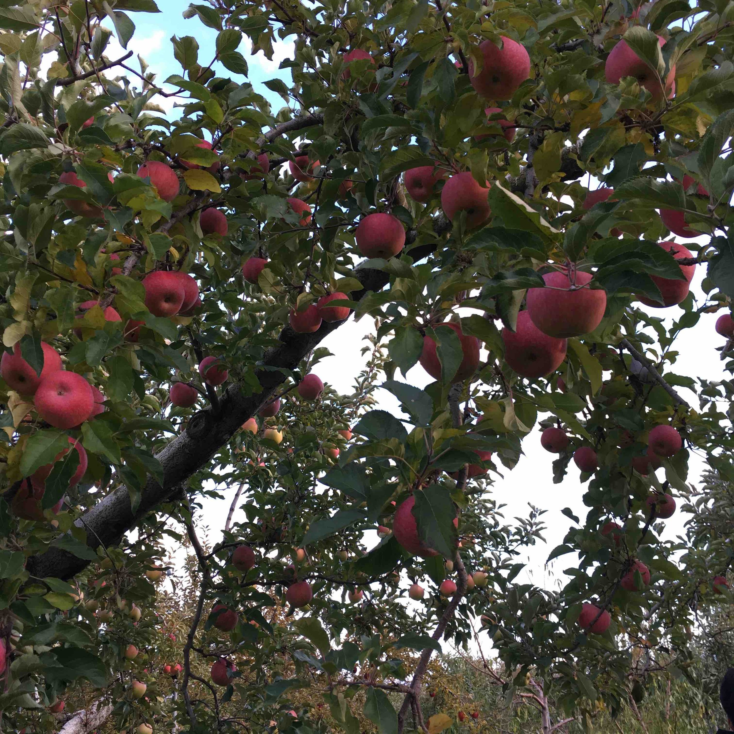 Fruit Bearing Life?
