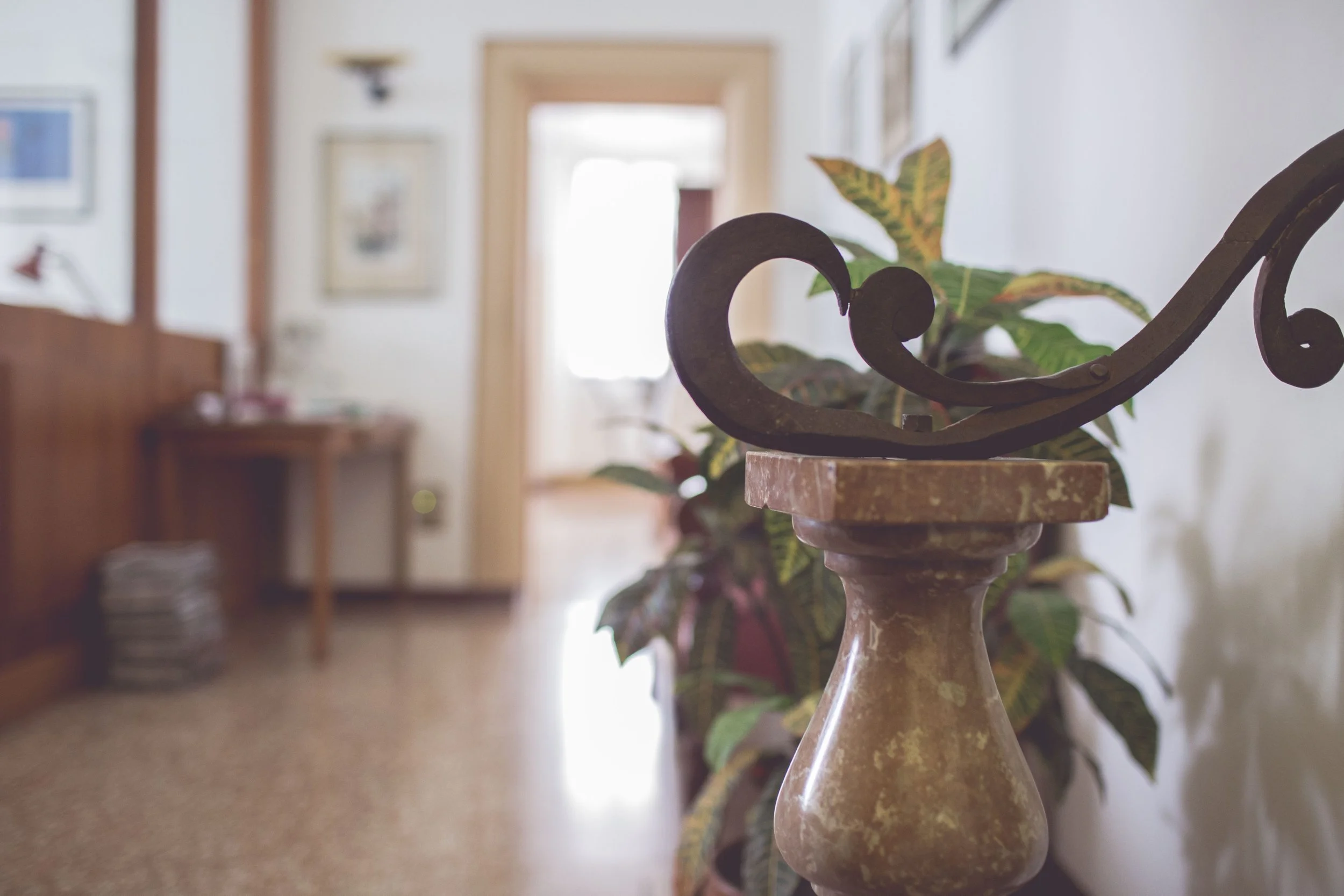 Dettaglio di una pianta in un vaso su un tavolo in un ambiente interno con pareti bianche e dipinti alle pareti.