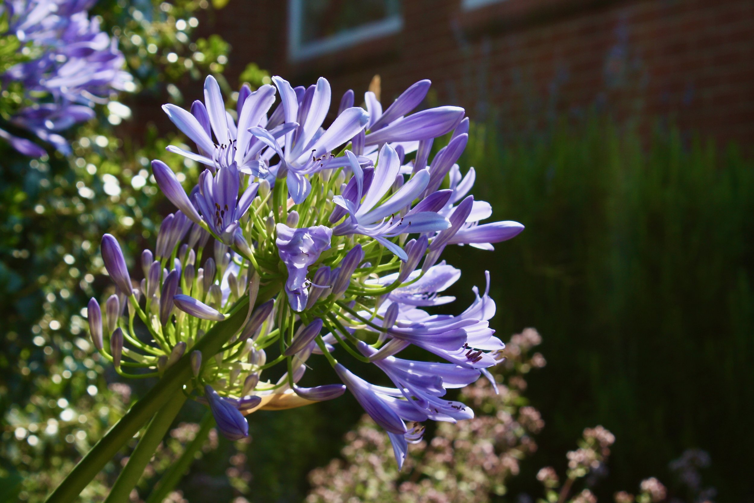 Britmead Guesthouse, Bed & Breakfast, Rope & Rudder, Continental Breakfast, Stay, Dine, Lounge, Relax, Explore, West Bay, Bridport, Dorset, Adventure, Overnight, Boutique, Terrace, Garden