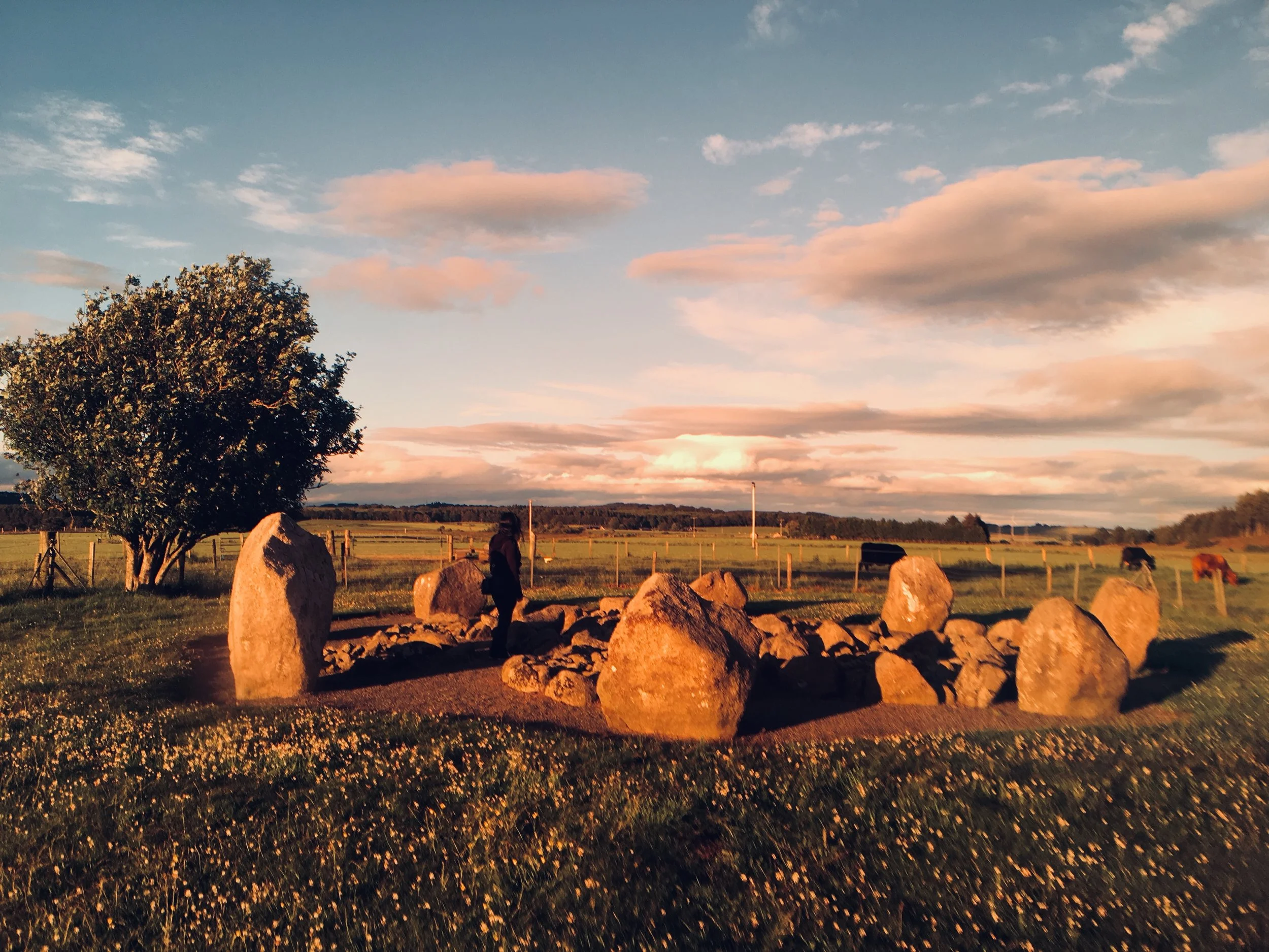 A rural landscape during sunset with a large tree, rocks, and a person sitting on a rock in the foreground, with horses grazing in the background, and a partly cloudy sky with pinkish clouds.