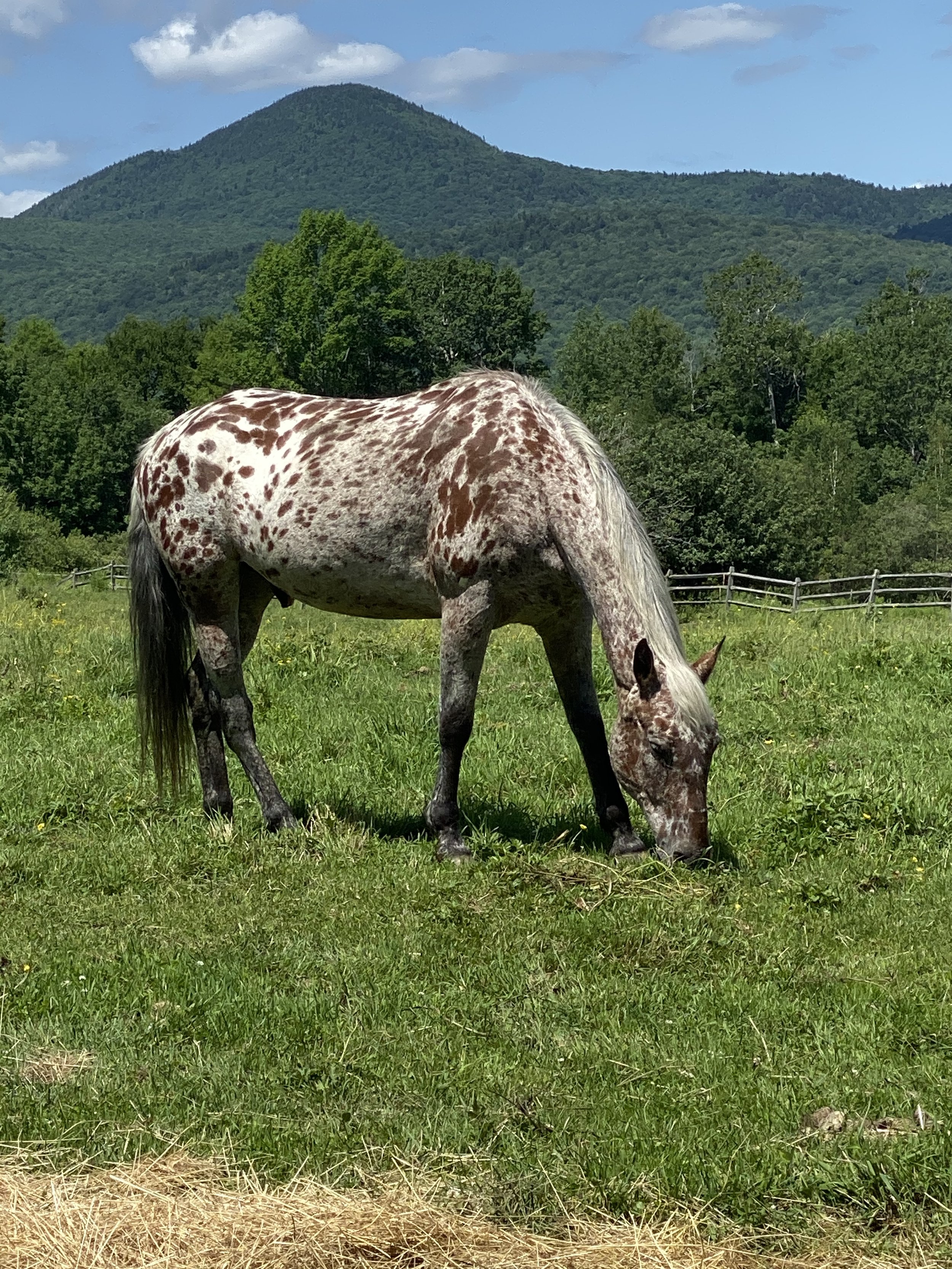 A white and brown spotted horse grazing in a green field with trees and a mountain in the background under a partly cloudy sky.