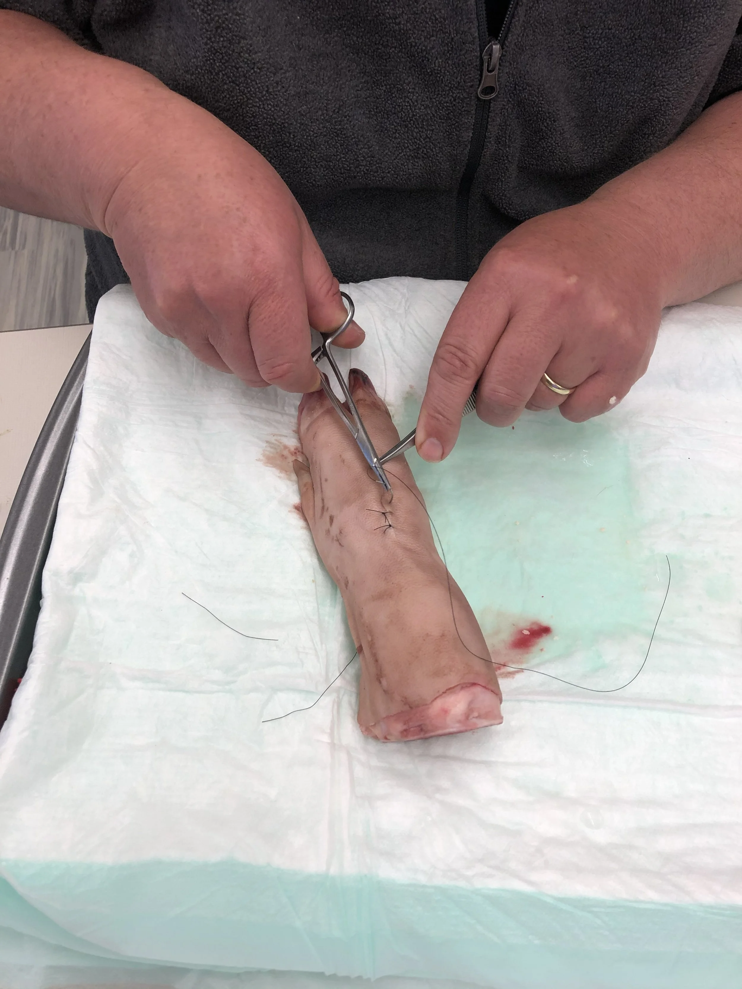A person performing a medical procedure on a large pig's leg, with the person using surgical tools and the pig lying on a sterile surface.