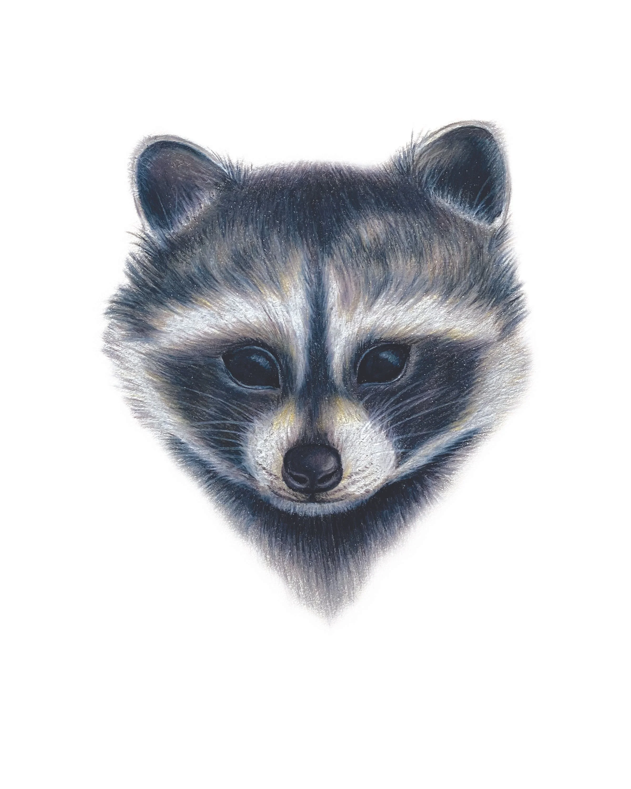 RACCOON_8x10.jpg