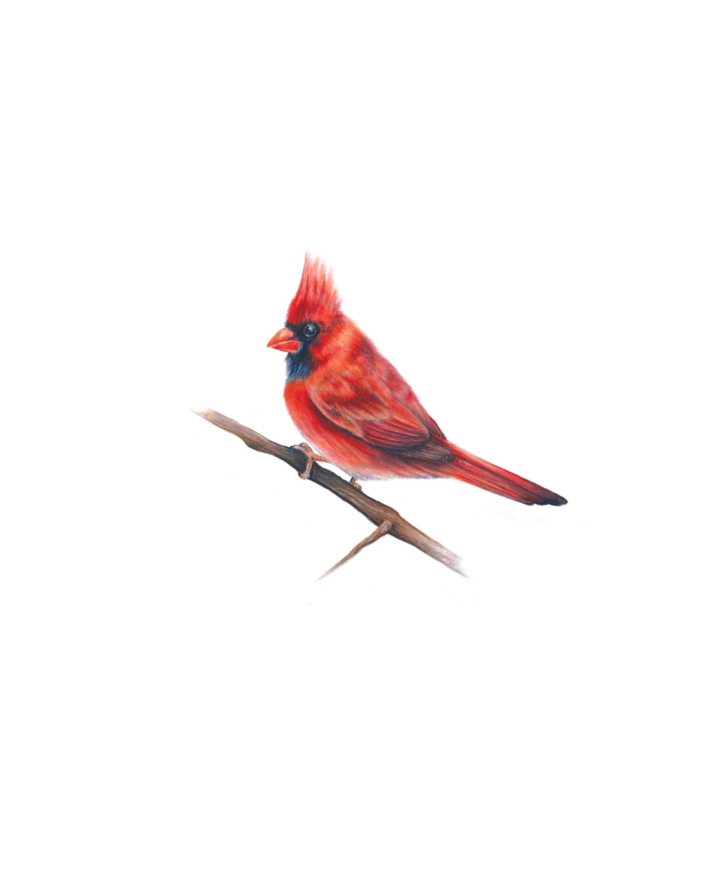 CARDINAL_8x10.jpg