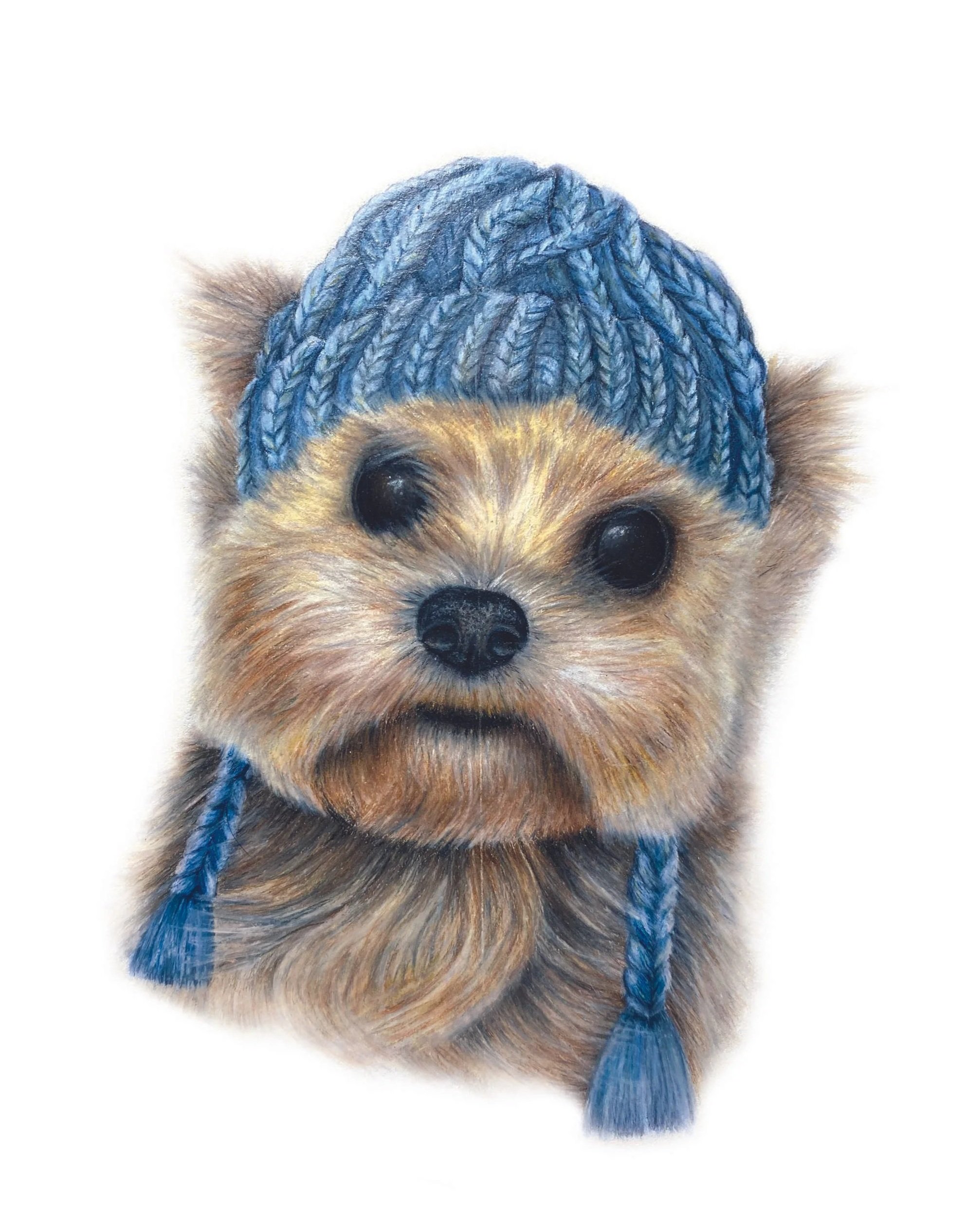 Colored pencil drawing of a yorkie wearing a blue knit hat with pom-poms and matching blue braids on a white background.