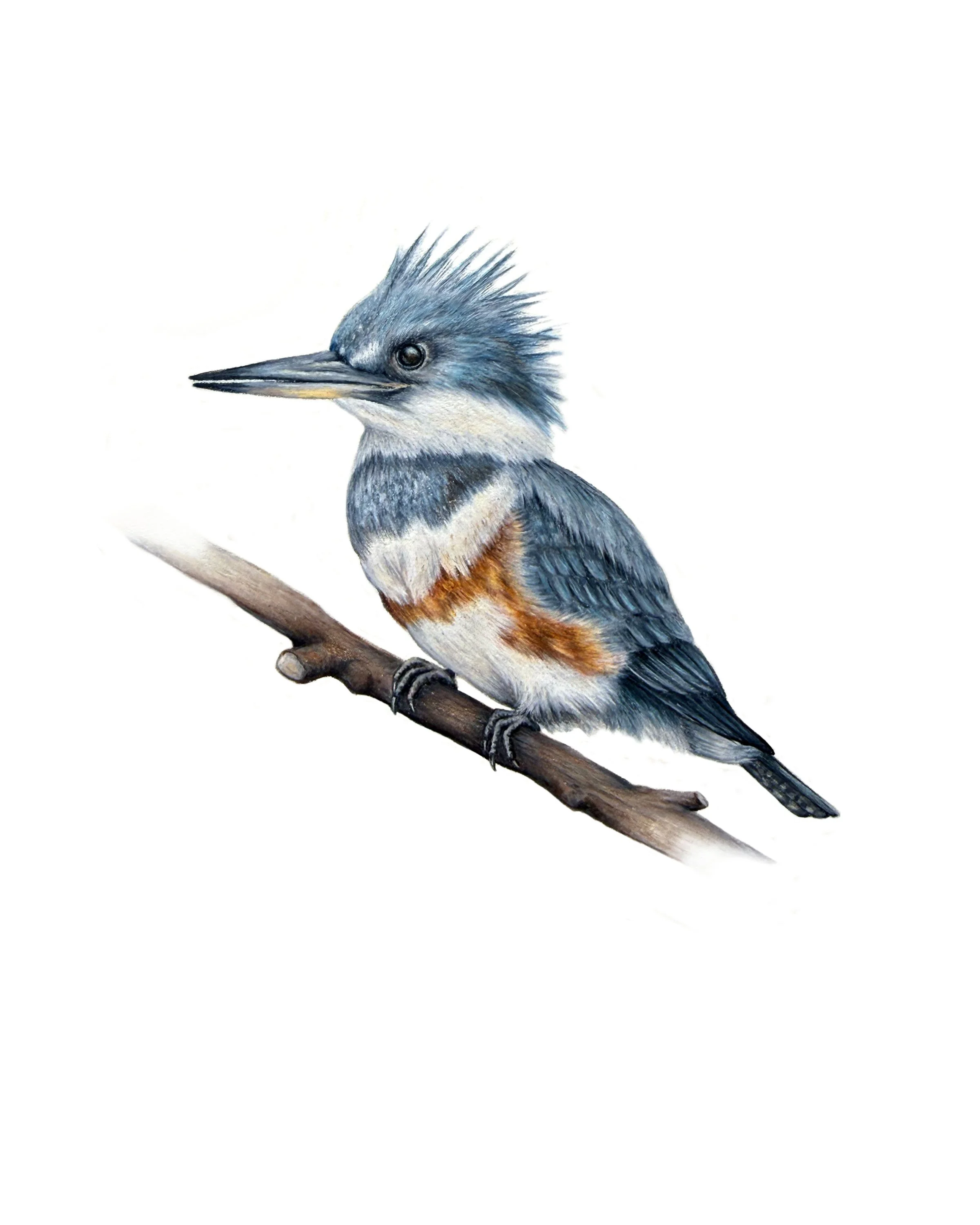 KINGFISHER.jpg