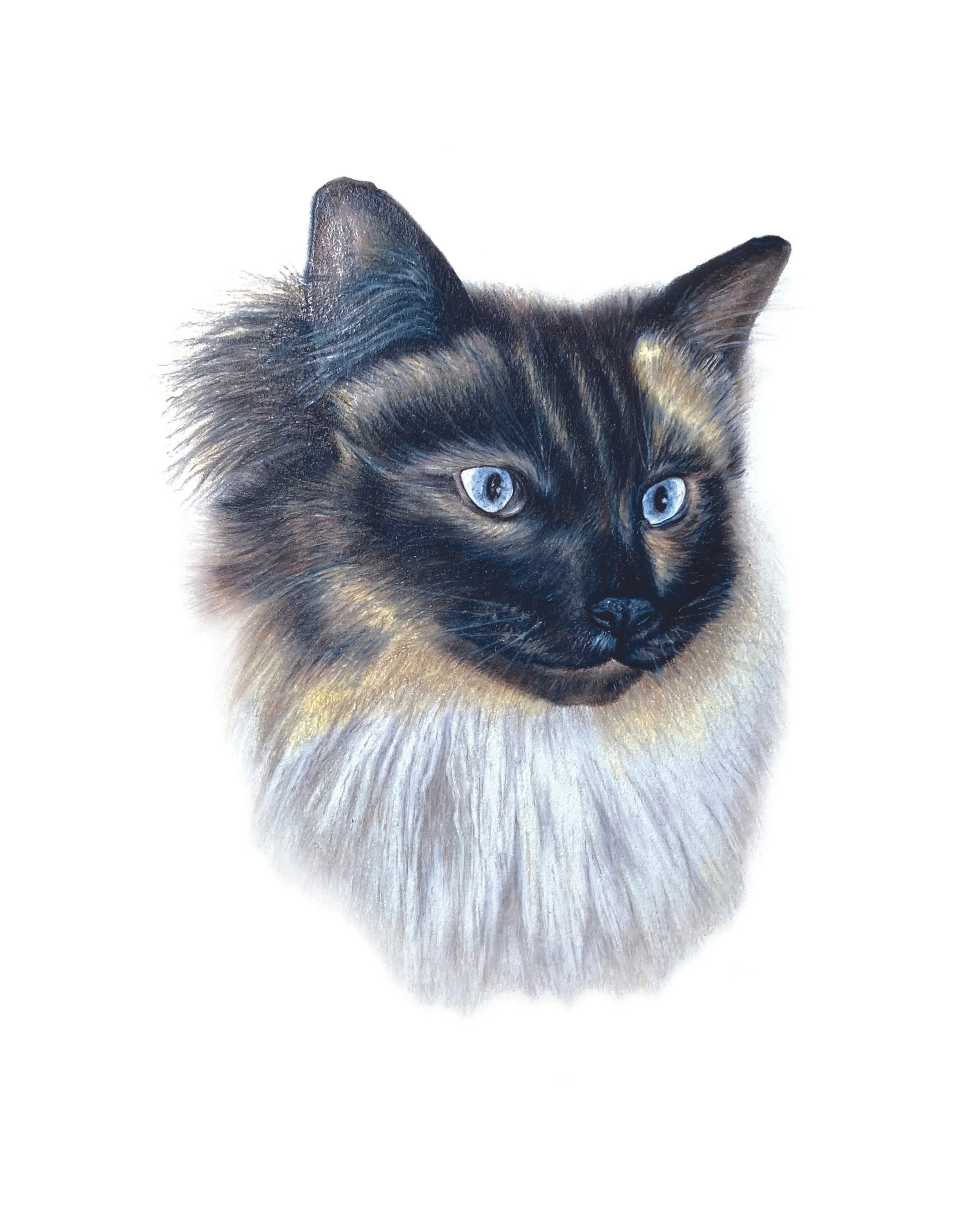Colored pencil drawing of a black, white, and tan cat. 