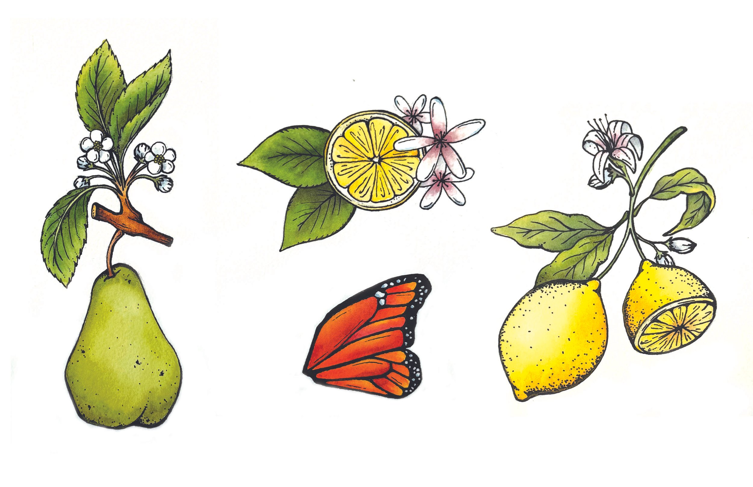 Illustration of botanical elements including pears, lemon slices, a monarch butterfly, and cherry blossoms.