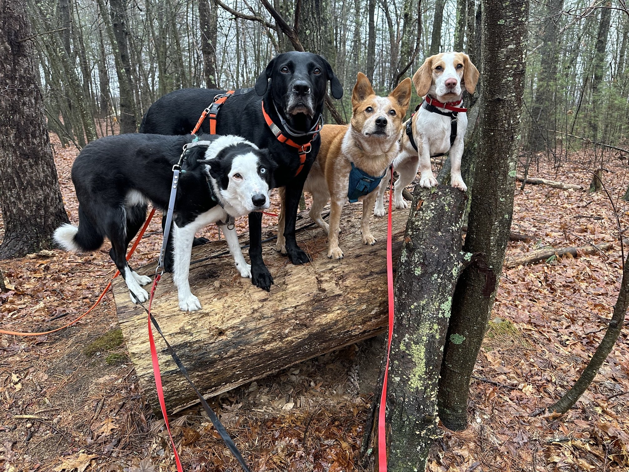 Four dogs, including a black and white Border Collie, a black dog, a brown and white mixed breed, a tan dog with a white face, and a light-colored dog, are standing on a fallen log in a wooded area with trees and leaves on the ground.