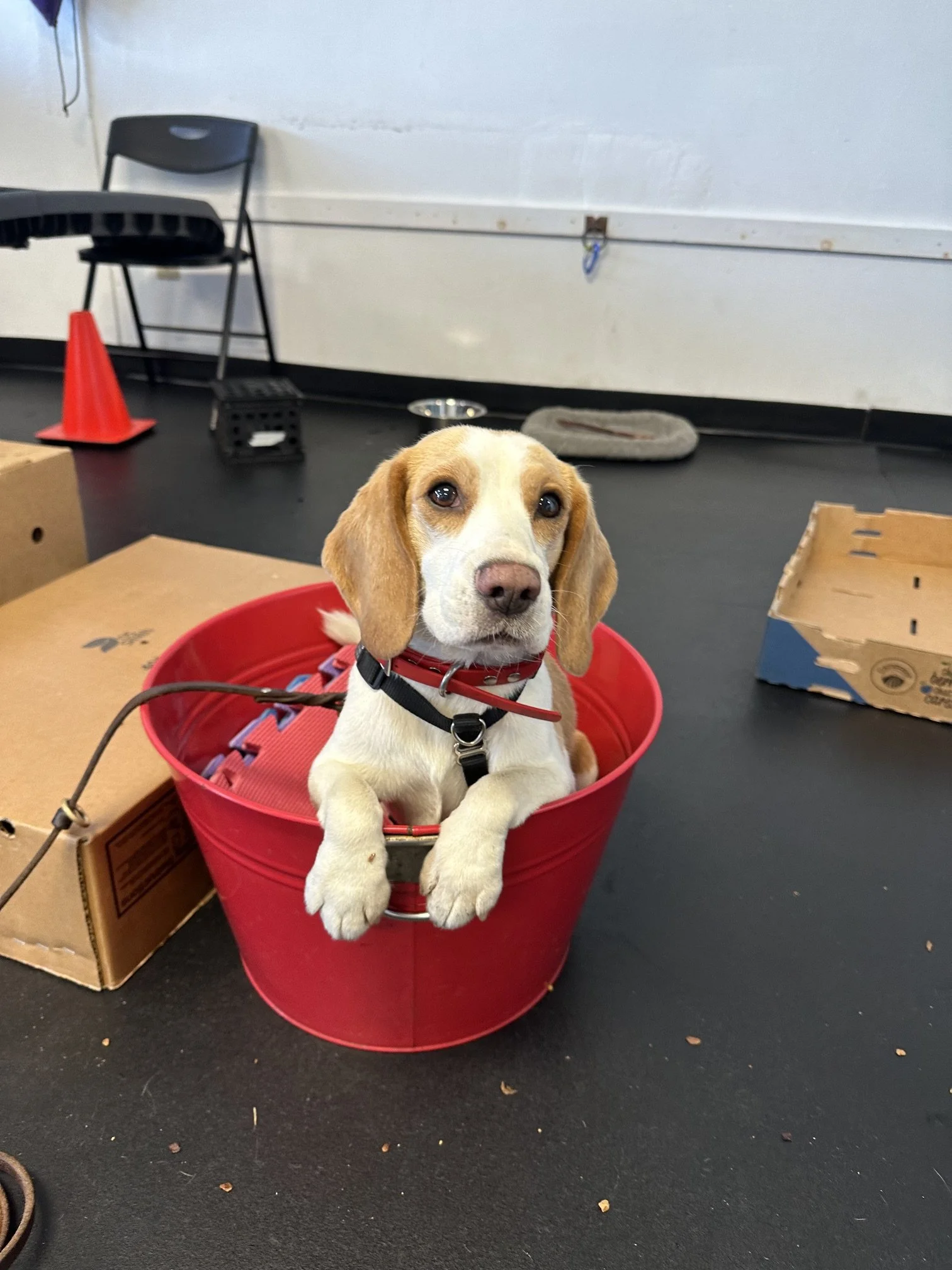 A brown and white beagle sitting inside a red bucket, looking at the camera. The background shows a black chair, orange traffic cones, a cardboard box, and a gray bed on a black floor in an indoor setting.