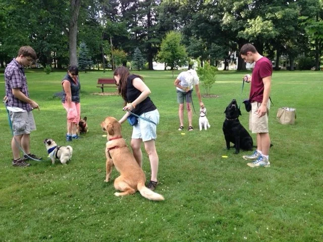 People in a park training dogs during the day, with trees and benches in the background.