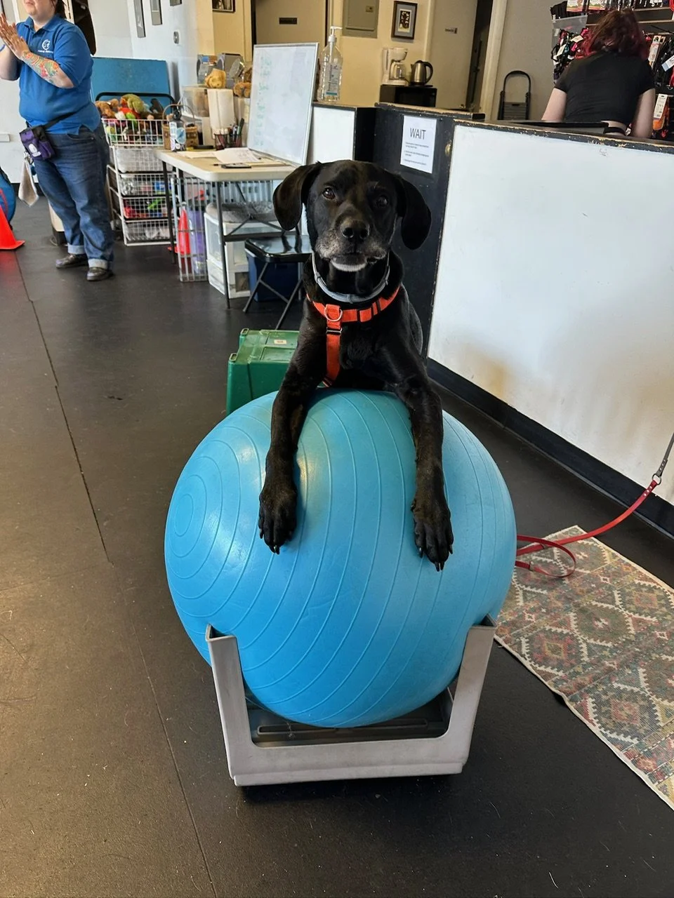 A black dog with a red harness sitting on a large blue exercise ball inside a dog training classroom.