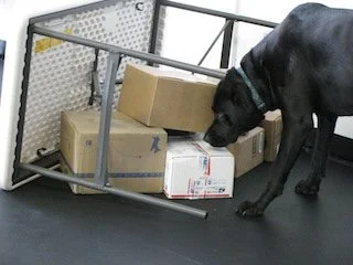 Black dog sniffing packages on the floor near metal carts in a storage or shipping area.