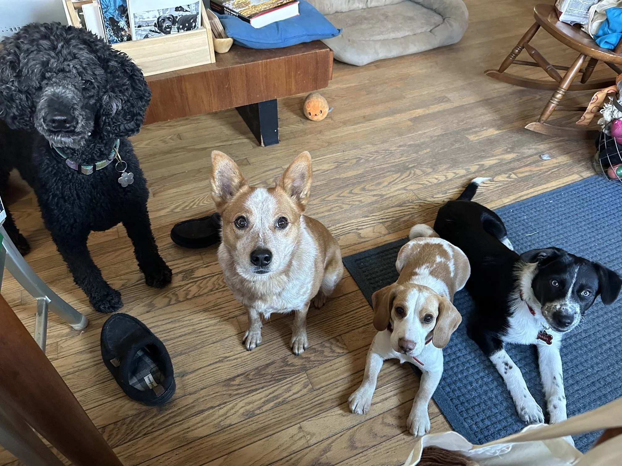 Multiple dogs of various breeds and colors sitting on a wooden floor inside a house, with furniture and household items visible in the background.