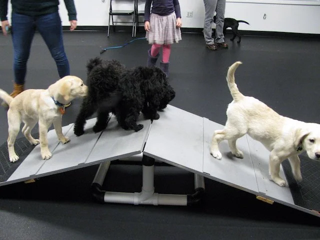 Puppies climbing an obstacle