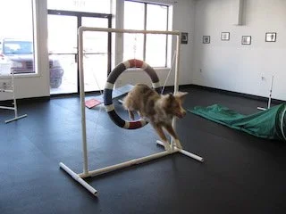 A mixed-breed dog jumping through a colorful hoop in an indoor agility training area.