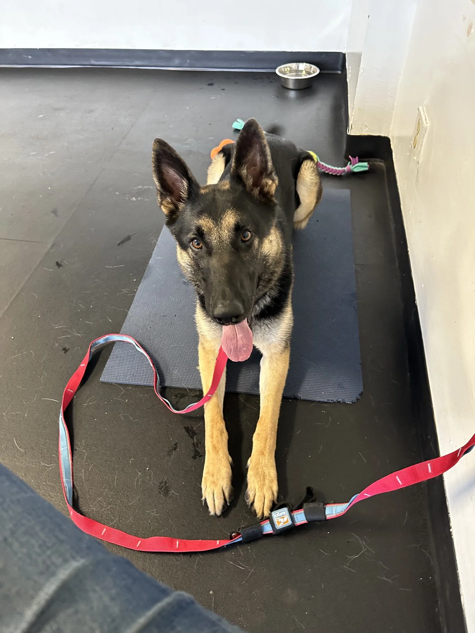 A young German Shepherd dog lying on a black rubber mat with a red leash, tongue out, looking up, in a room with gray flooring, a white wall, and a stainless steel water bowl in the corner.