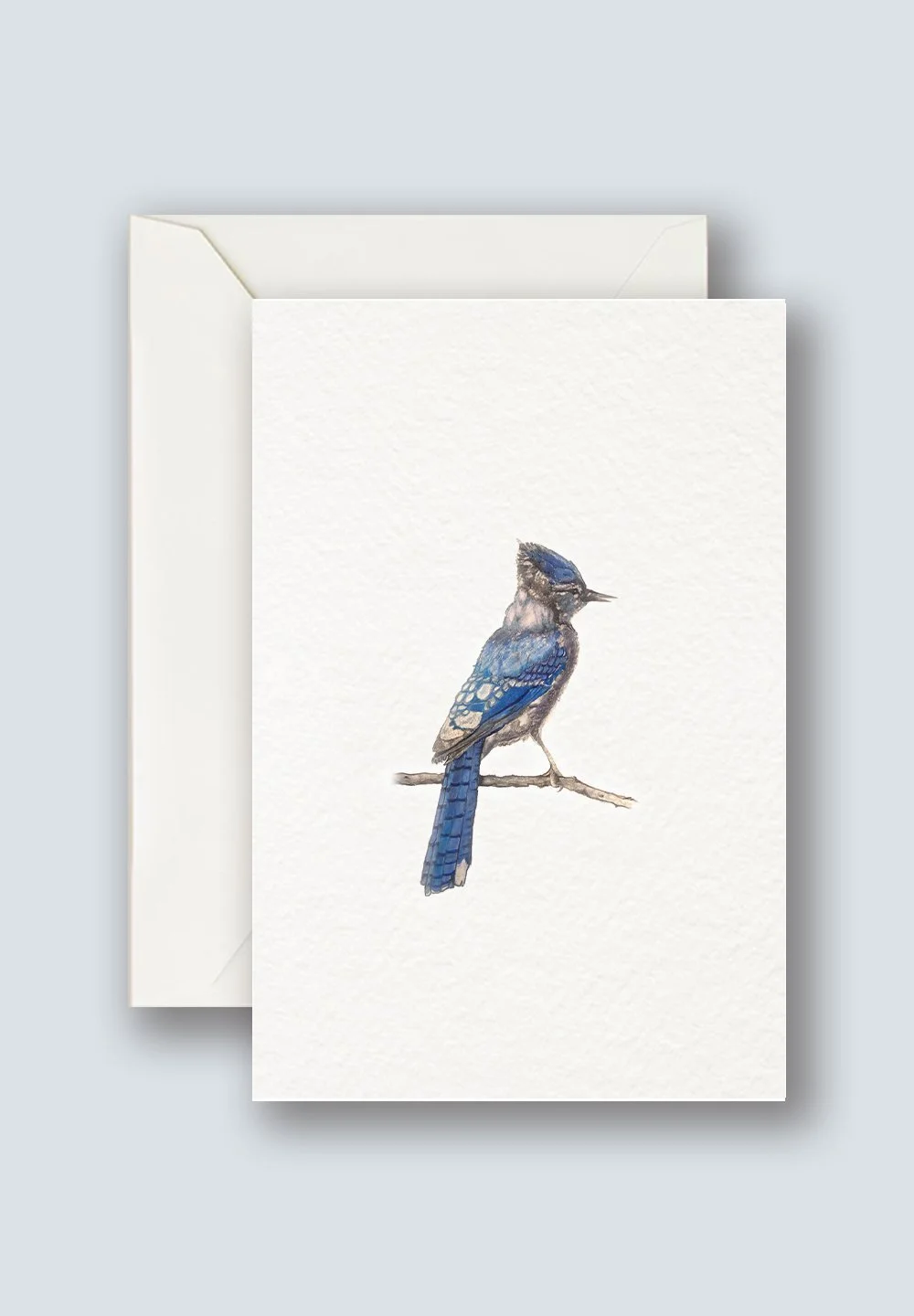 Blue+Jay+2.jpg