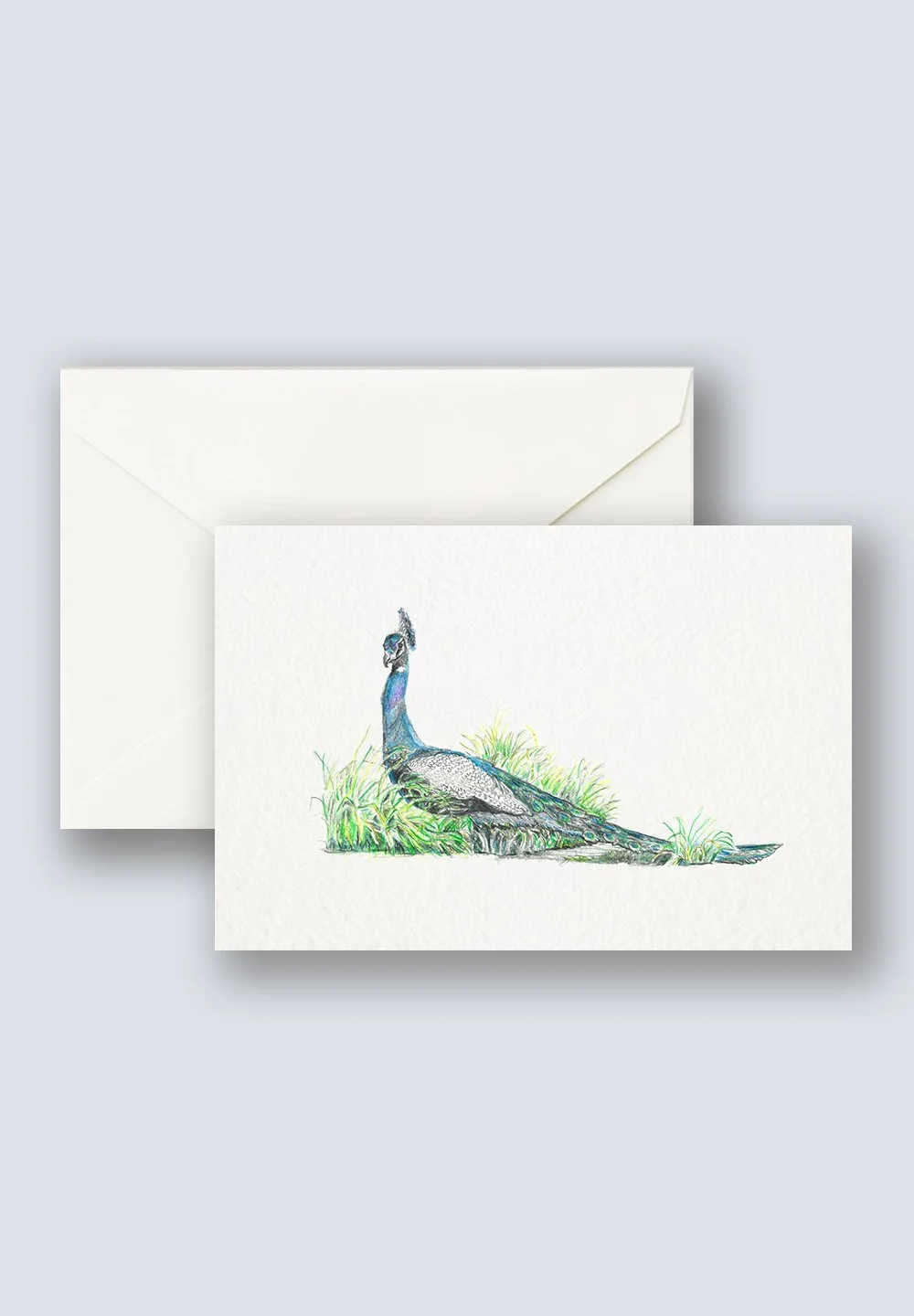 Peacock+1.jpg