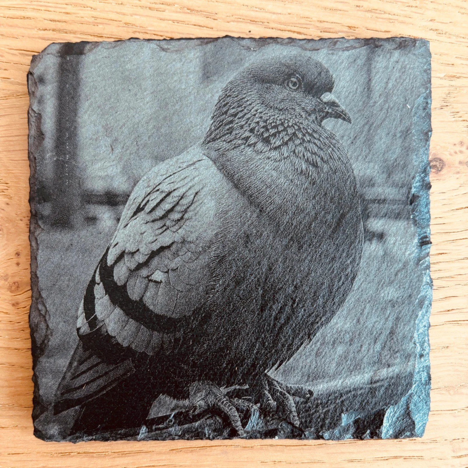 NYC Pigeon Coaster.jpg