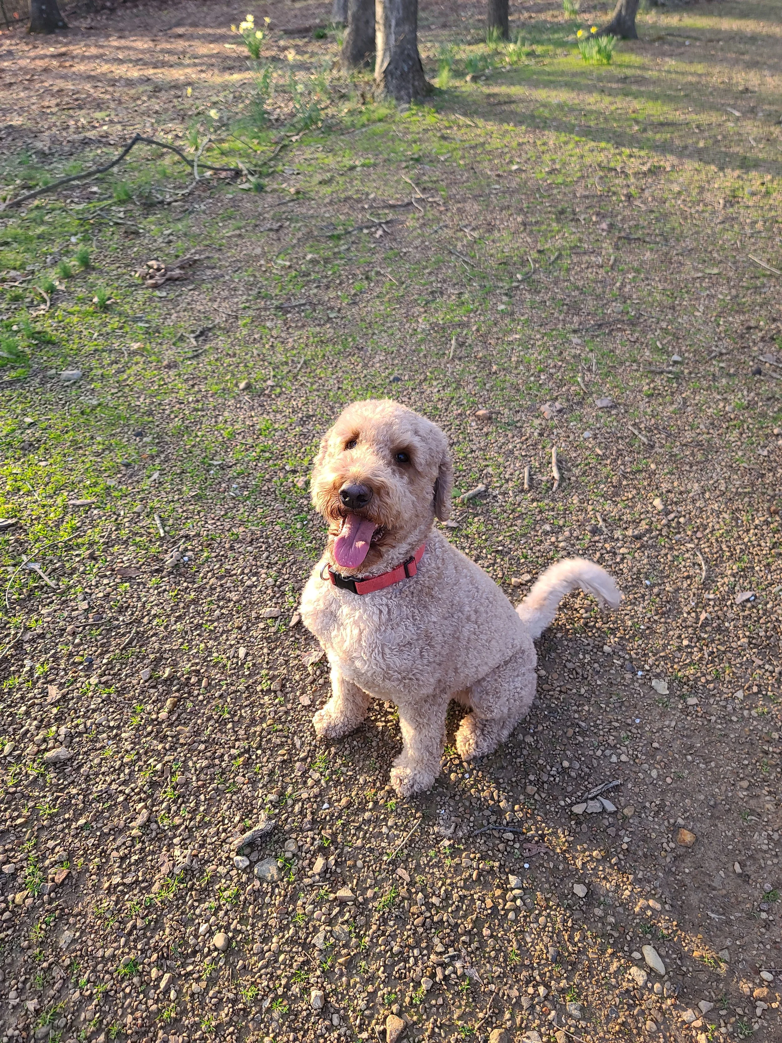 Boop & Go Happy Dog - Pet Sitting and Dog Walking