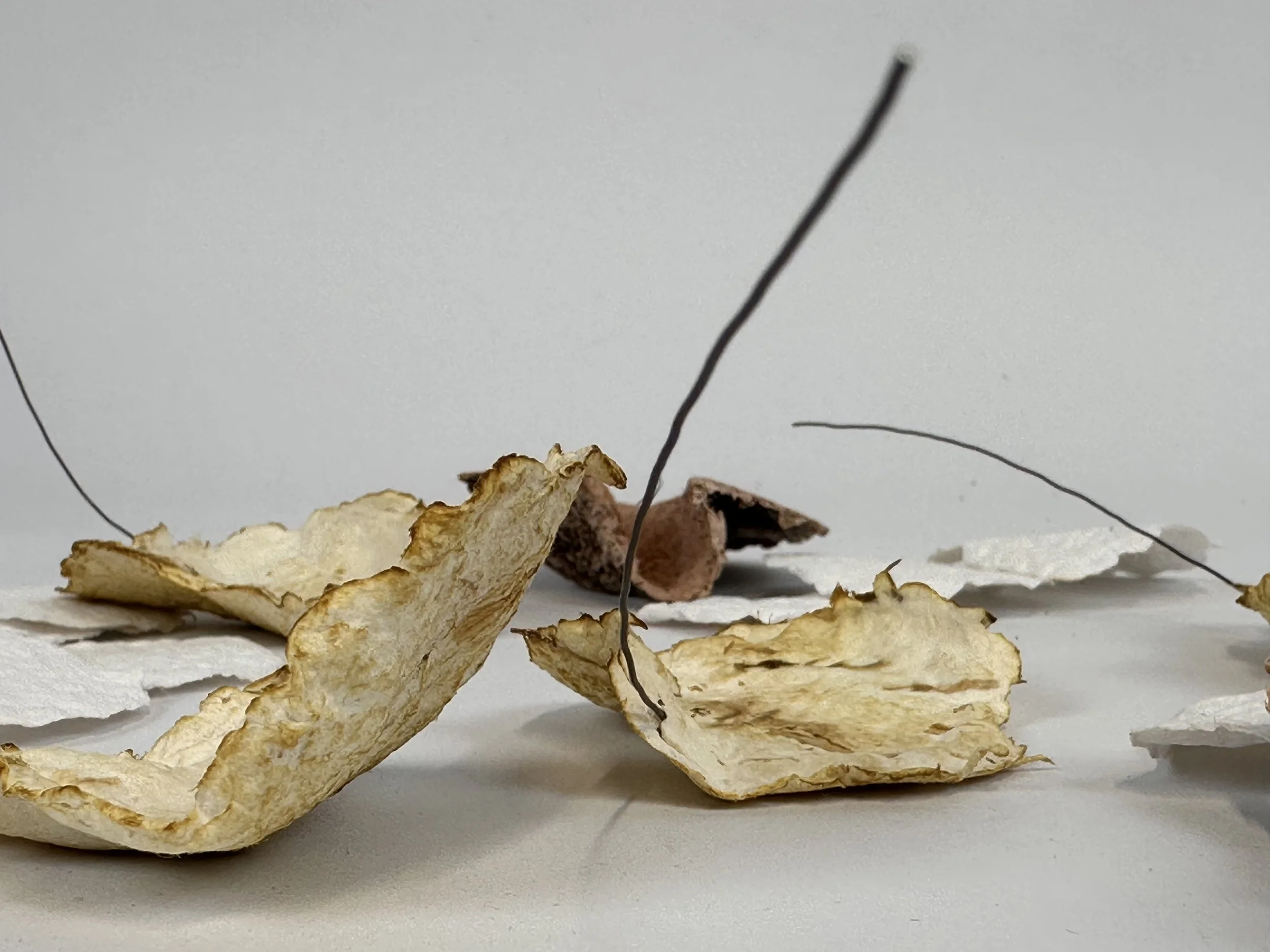 Gathering, 2026. Handmade cotton rag paper, plant fibre and  earth. Dimensions variable.