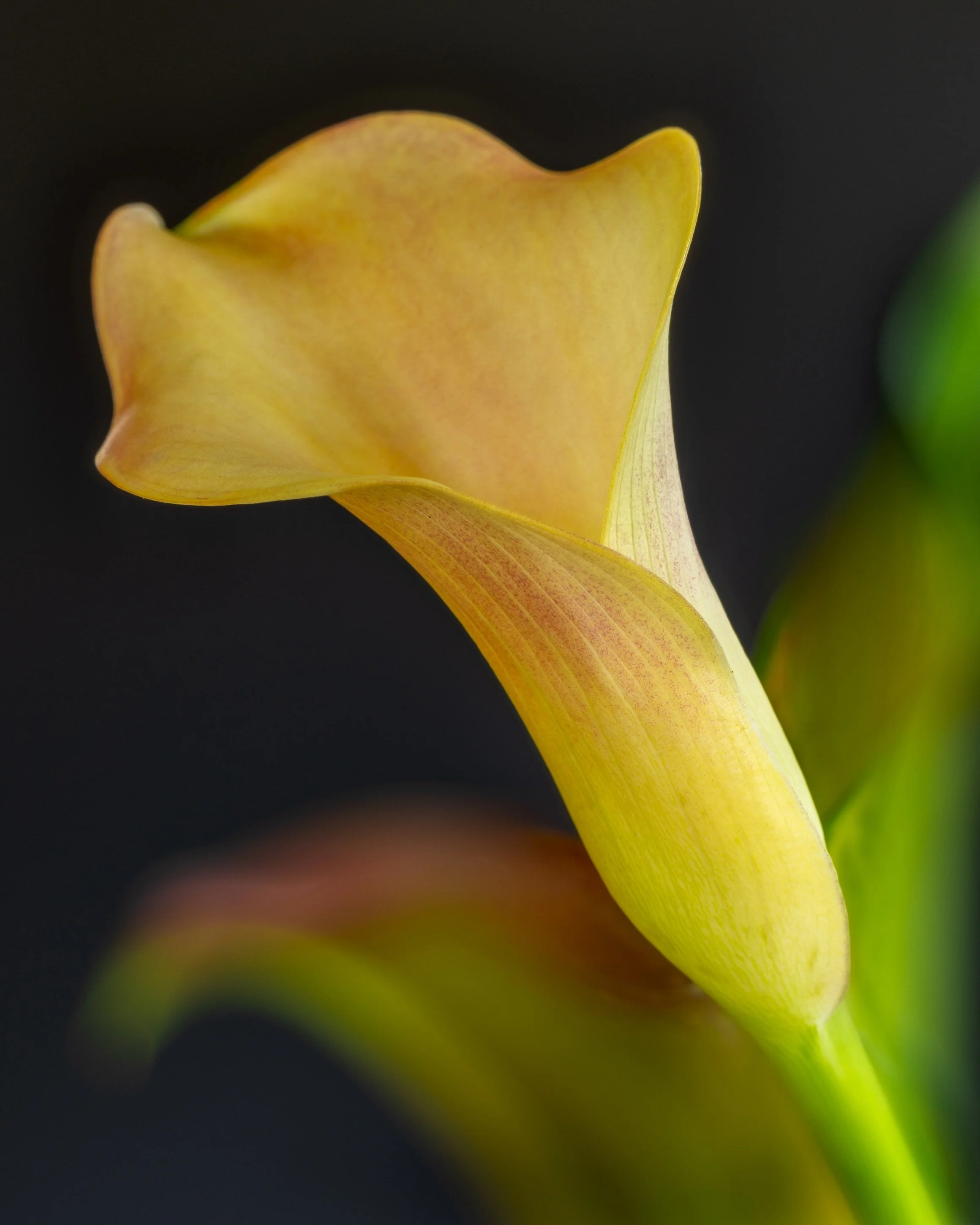 Comment contrôler la partie floue en photographie florale