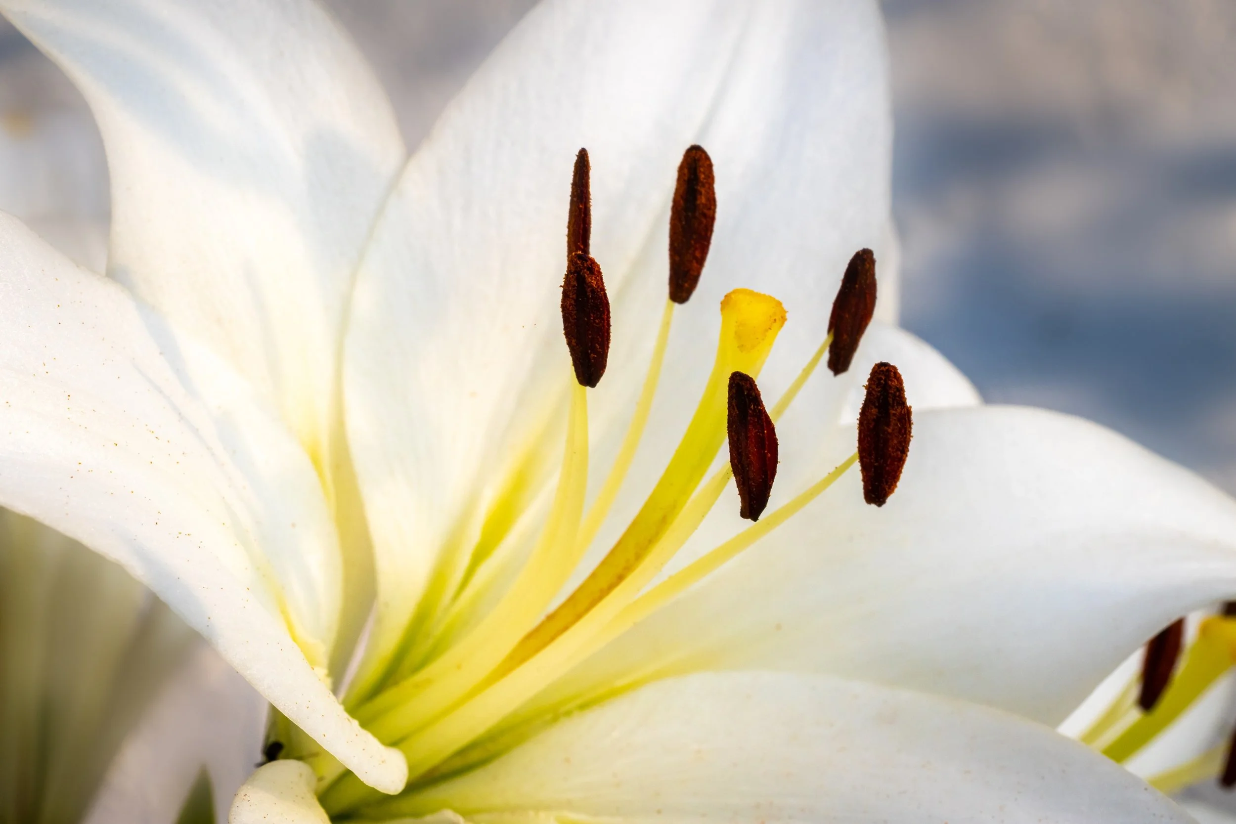 Did you know that you can use old vintage lenses on your new camera?