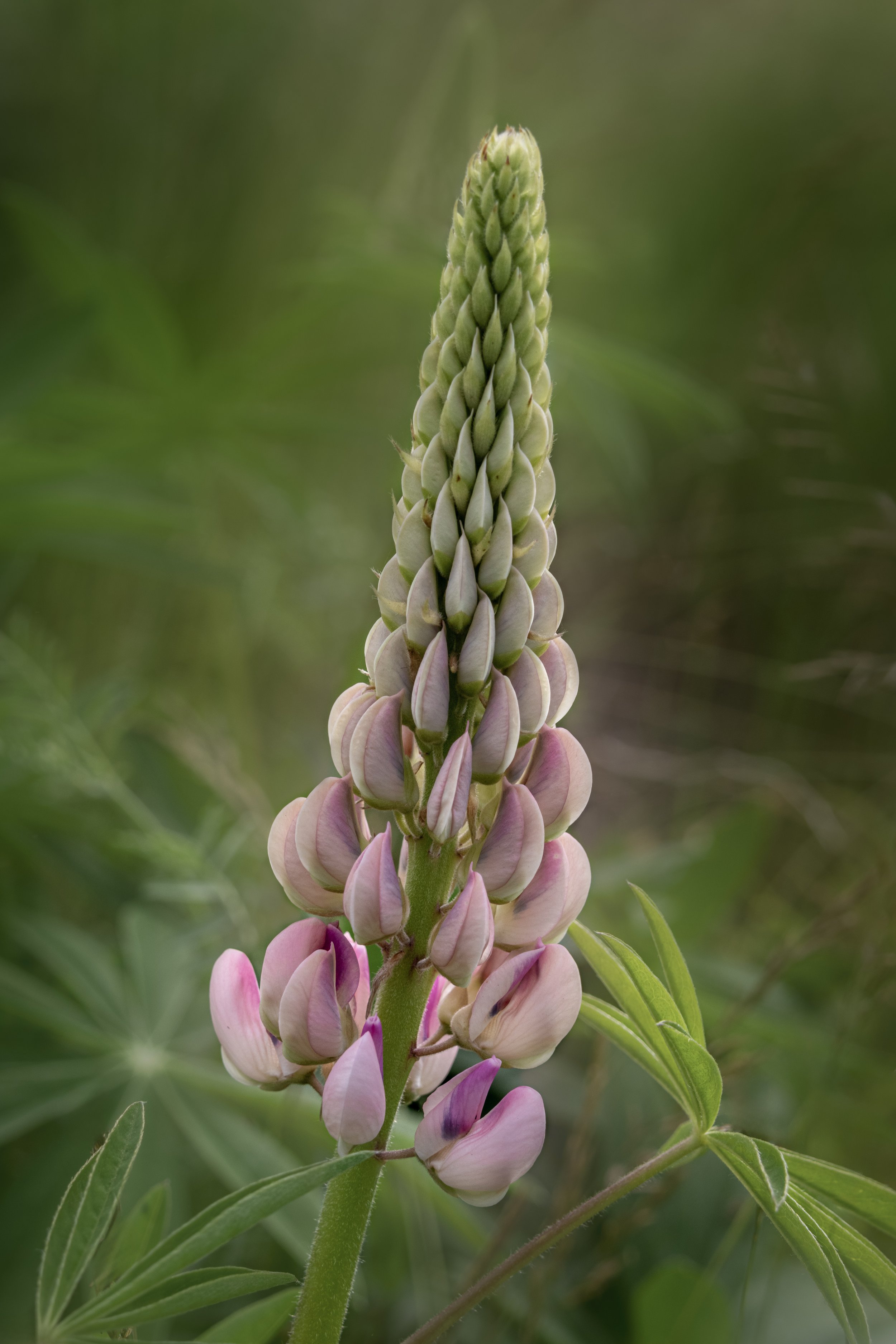 1D5A0559-Editplc.jpg