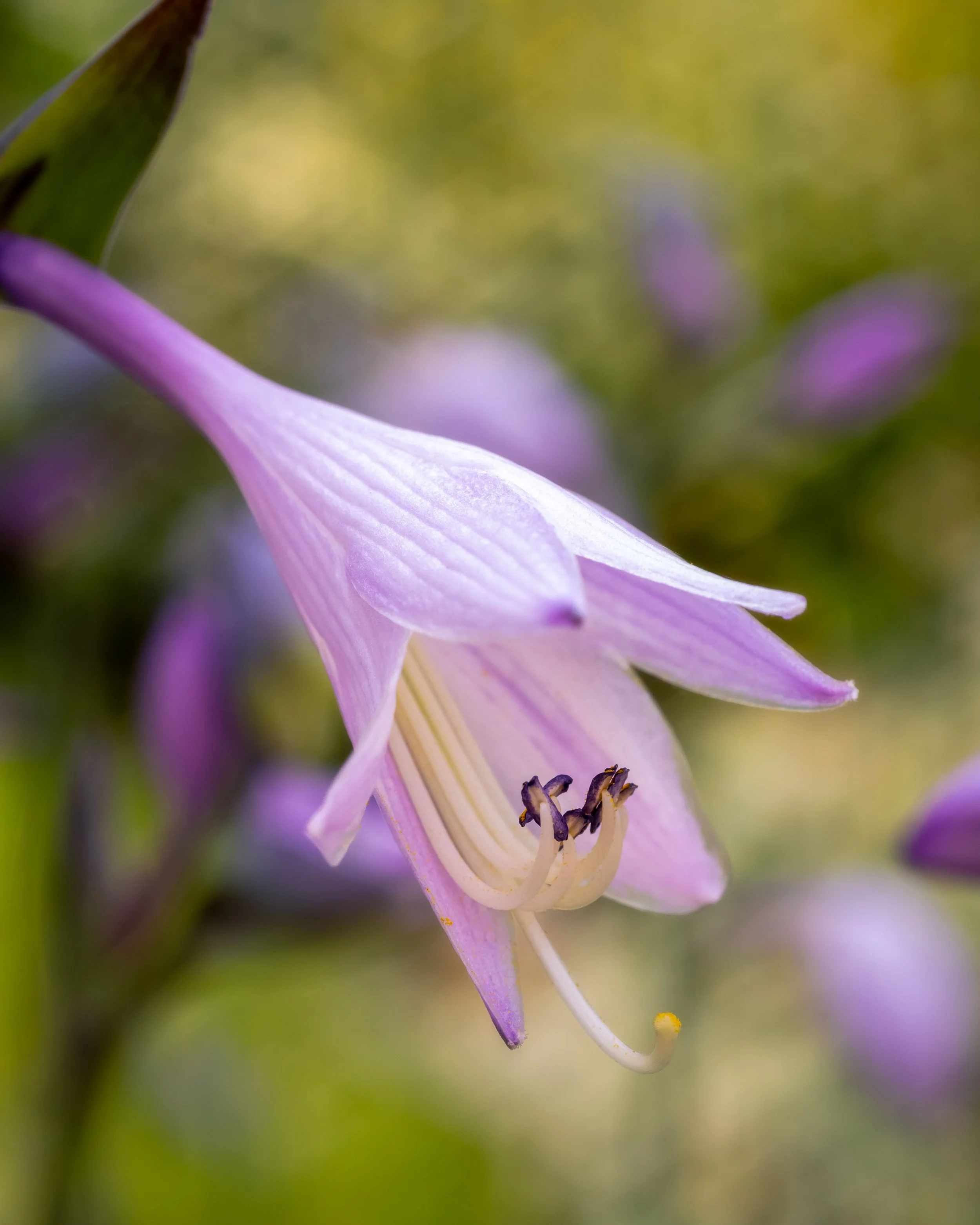 1D5A4638-Editplc.jpg