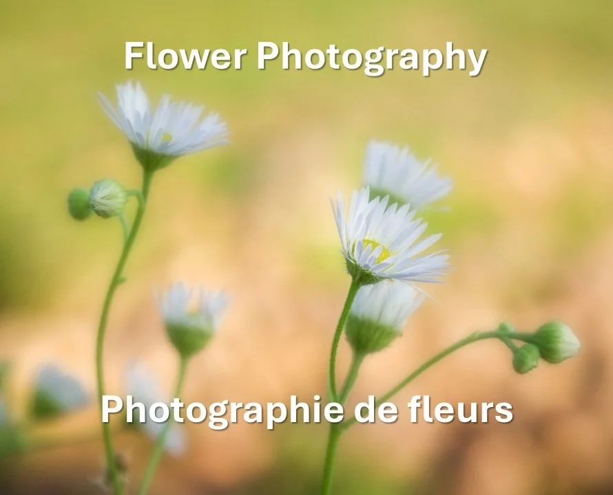 Flower Photography / Photographie de fleurs