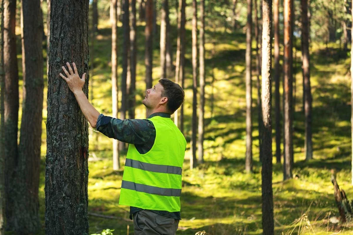 man with green safety vest observes a pine tree in a mangeged forest