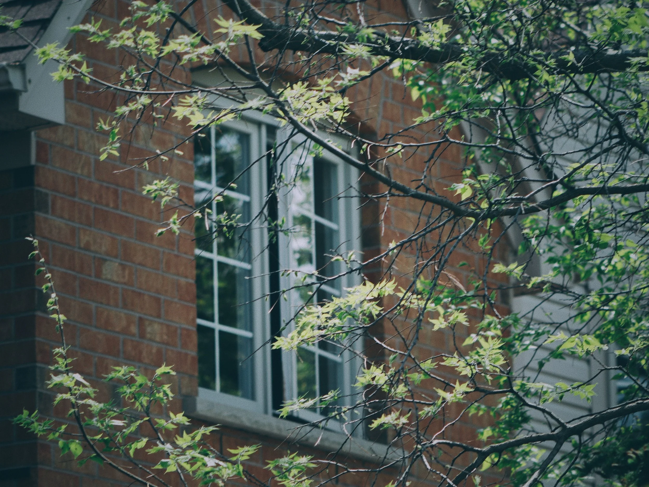 Close-up of tree branches with green leaves in front of a brick building with white-framed windows.
