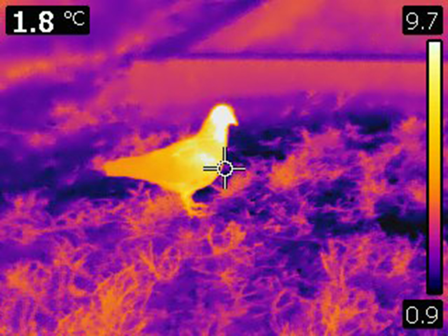 Thermal surveillance of a bird standing in front of a surveillance camera.