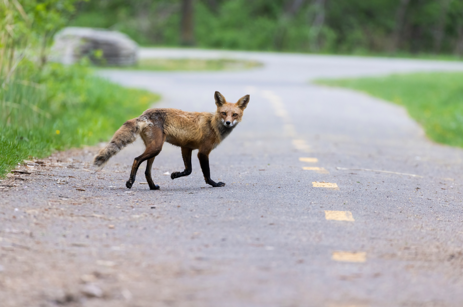 A fox standing on a rural road surrounded by green grass and trees.