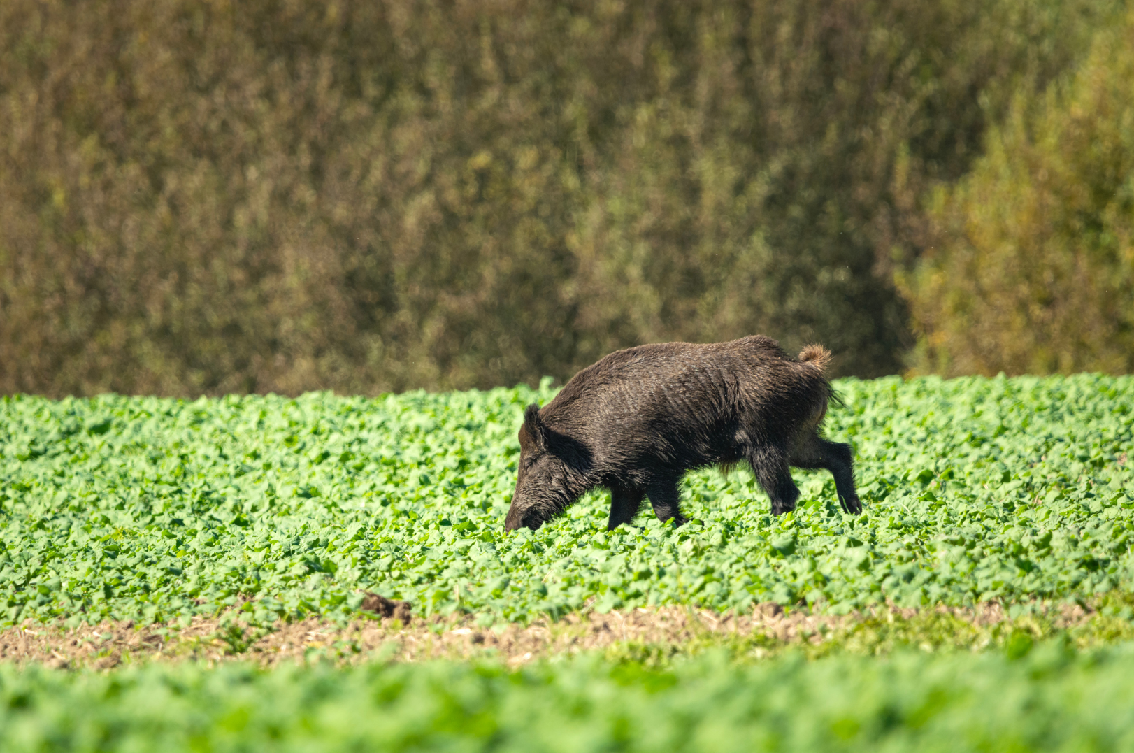 A wild boar pig grazing on green plants in a field with a blurred forest background.